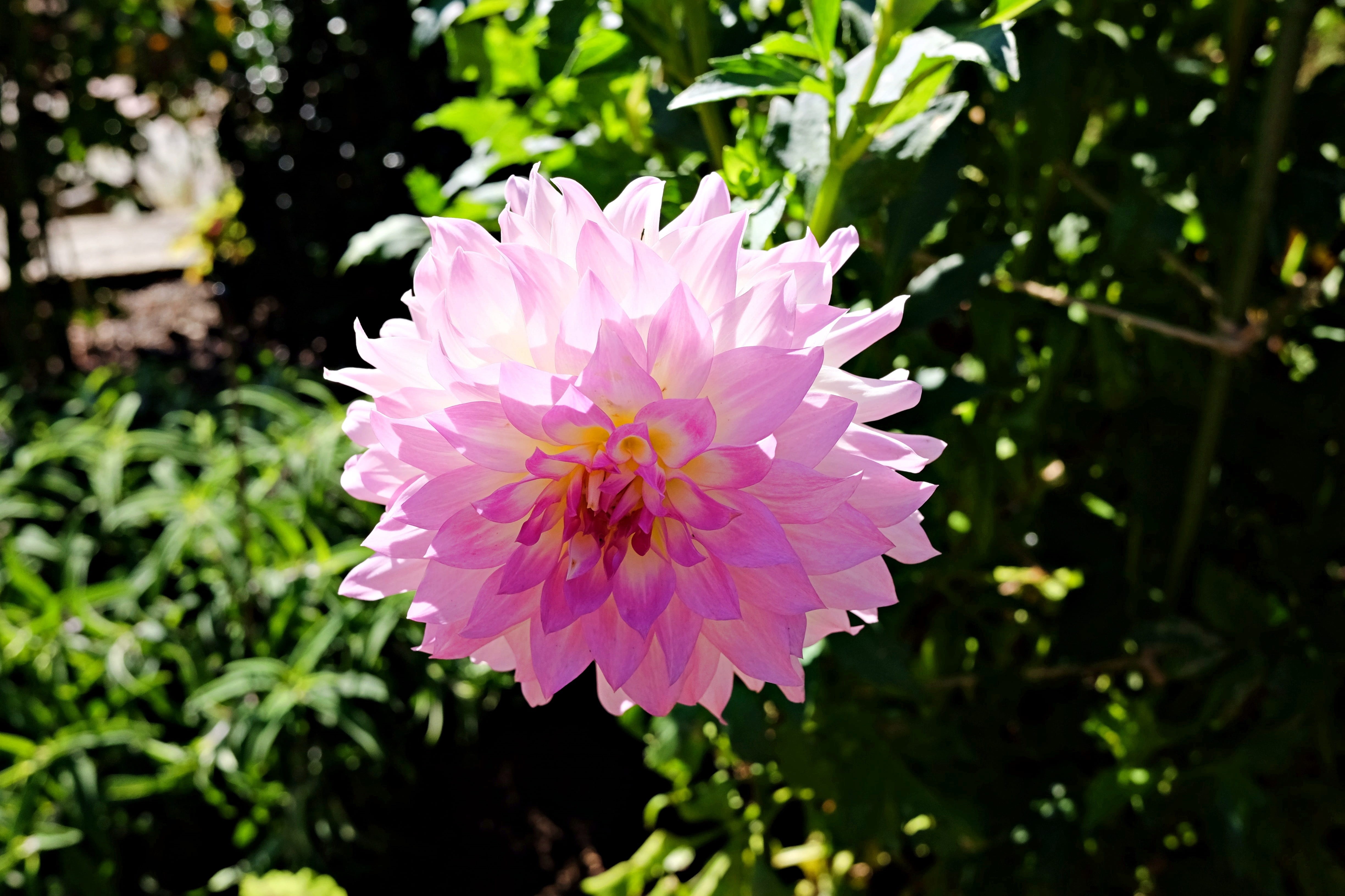 close-up, flower, longwood garden, day, inflorescence, vulnerability, flowering plant, flower head, growth, beauty in nature, plant, sunlight, focus on foreground, HD Wallpaper