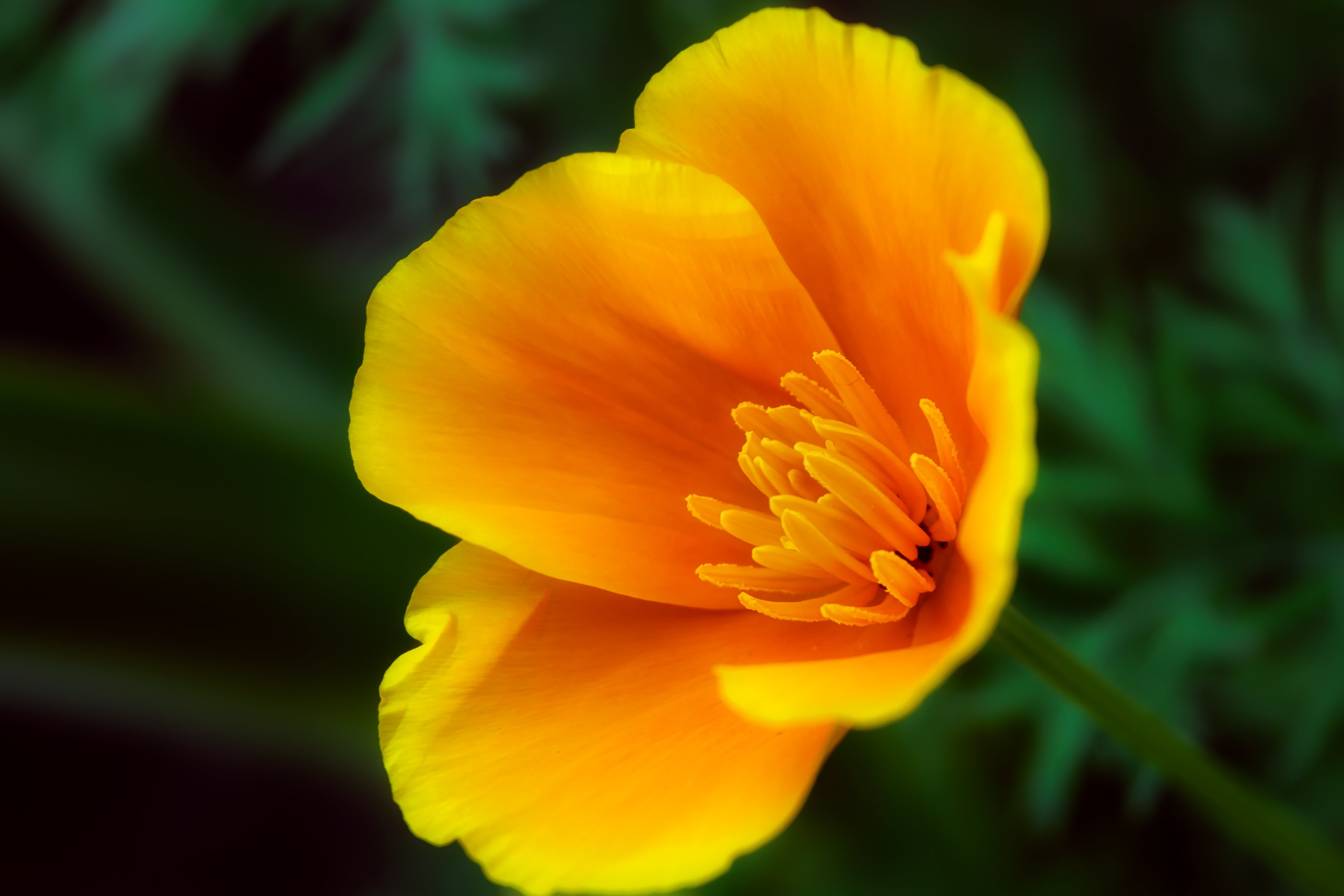 petal, blooming, floral, summer, spring, flower, macro, california  poppy, close-up, closeup, morning, 4K, california, petaled, daytime, plant, orange, HD Wallpaper