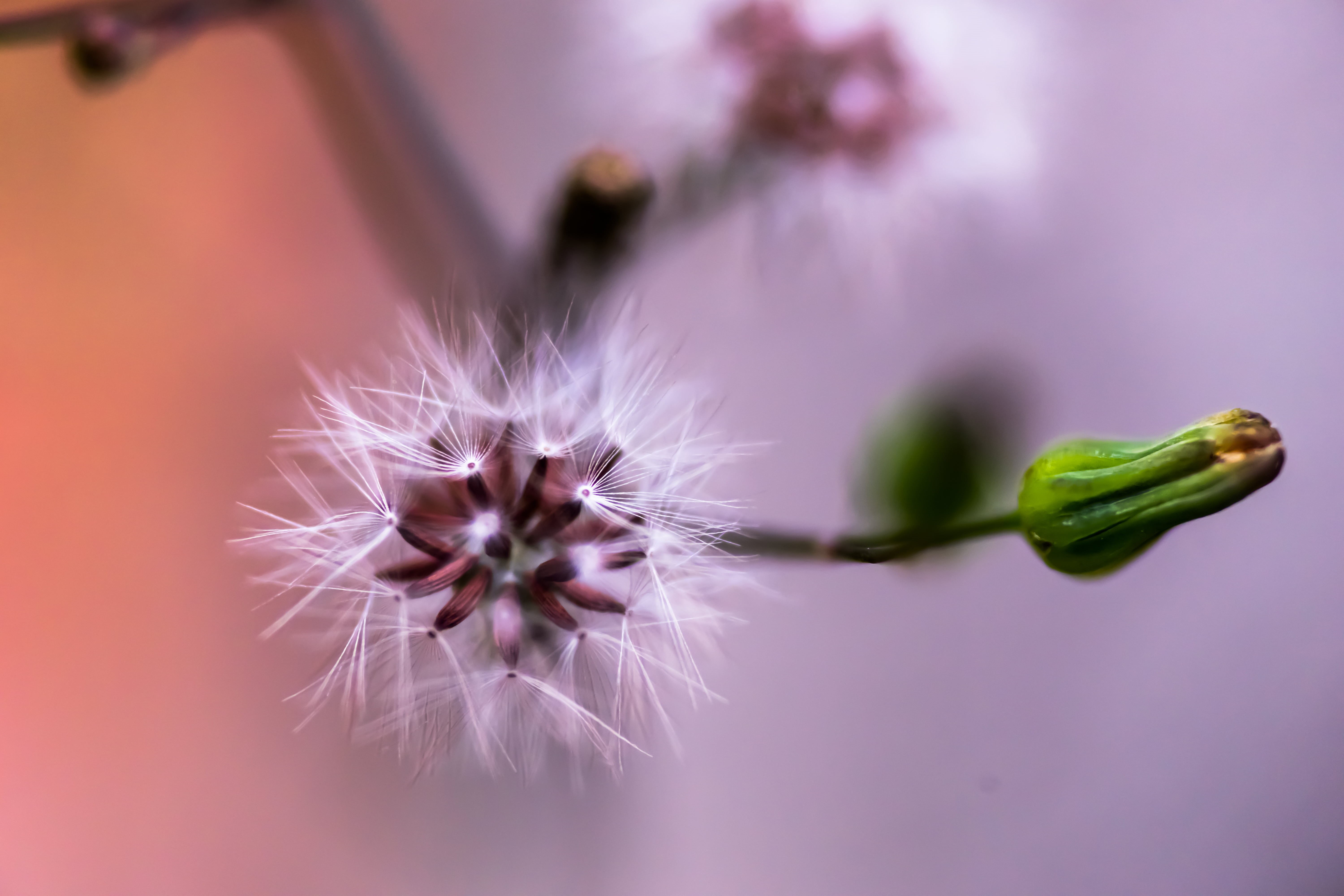 Seed, close-up, Tamron, flower, bokeh, macro photography, single Flower, OLYMPUS, 90mm, yard, white, Canon, CONVERSION, ILCE-7M2, dandelion, head, CLOSE-UP LENS, HD Wallpaper