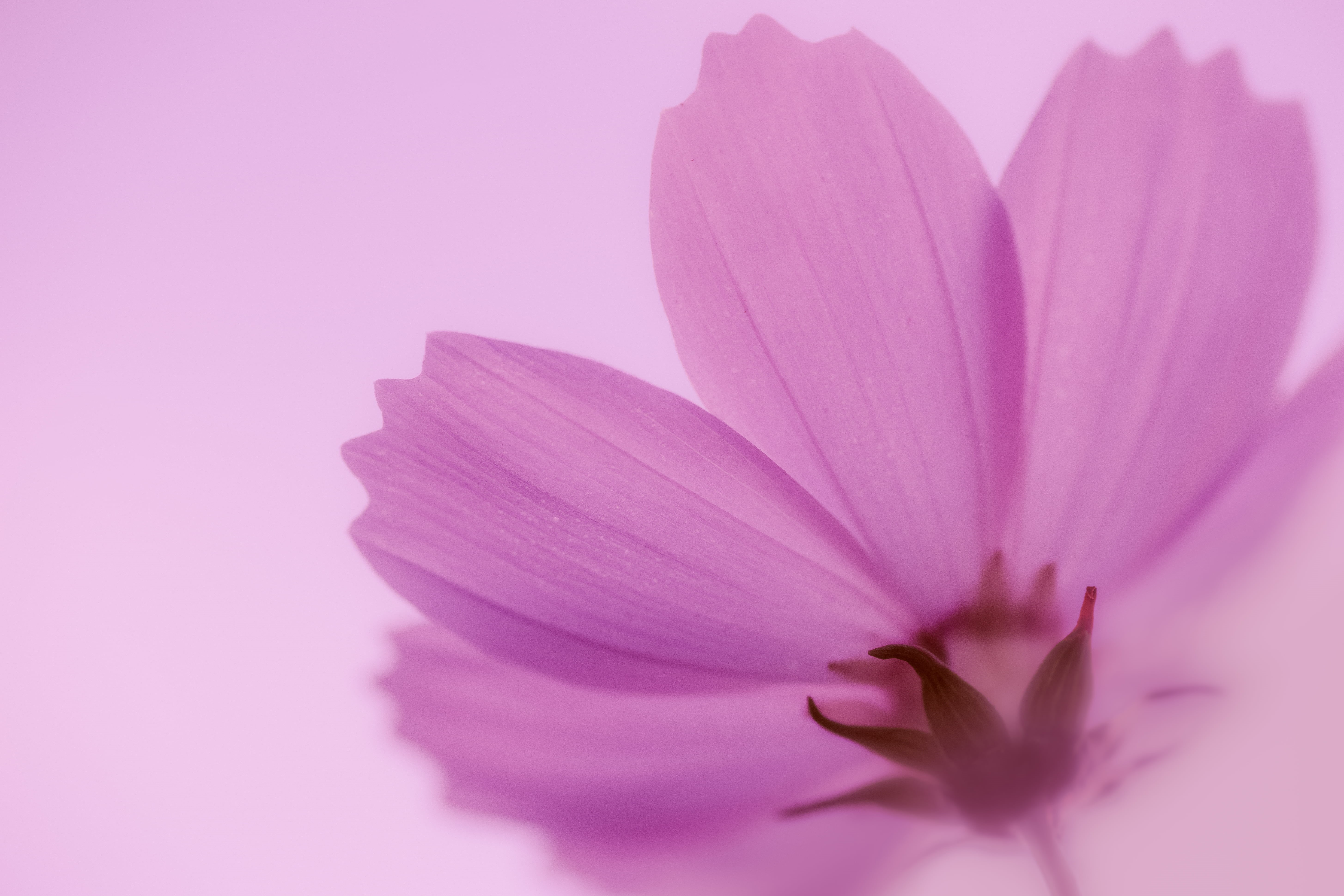 morning, pink, closeup, petals, photography, Cosmos, pink Color, plant, beauty In Nature, petal, ILCE-7M2, F2.8, flower, close-up, 90mm, nature, closeup photography, HD Wallpaper