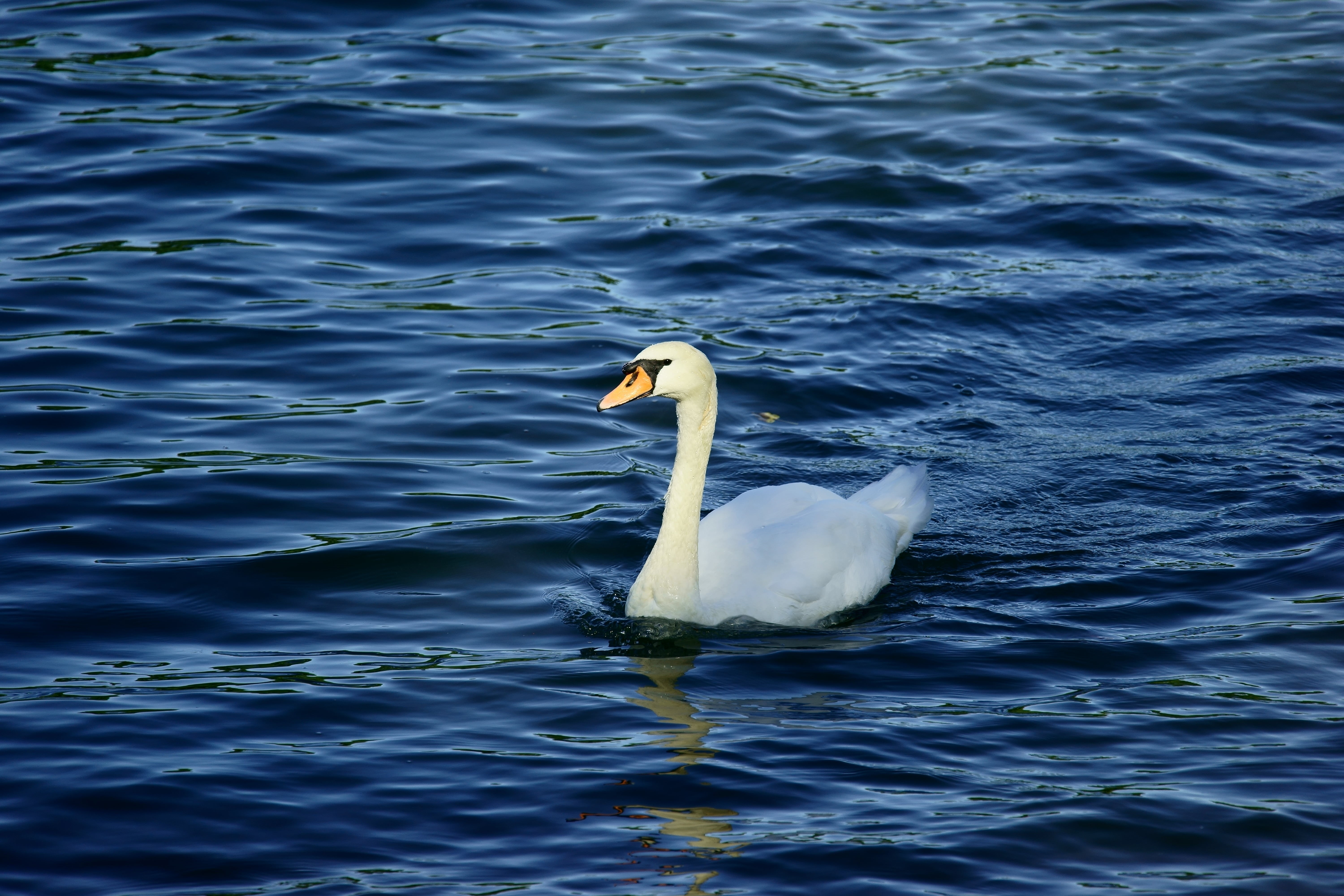 body of water, white, pond, Altrhein, blue, Natur, body, 5K, wildlife, animal, white swan, water, OSS, swan, bird, lake, Sony_Alpha, nature, FE, Rhein, HD Wallpaper