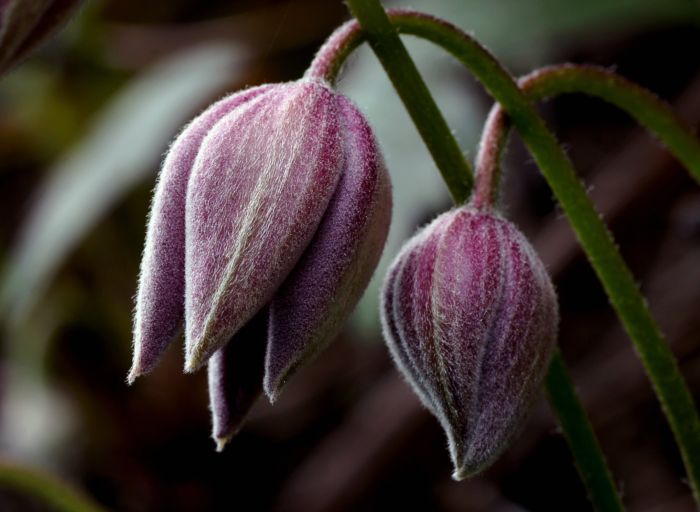 Sony DSLR A580, photography, Public Domain, Sugarbowl, Clematis montana, purple, leaf, photos, 1080P, two, clematis, macro, Tamron, buds, close-up, Pink, HD Wallpaper