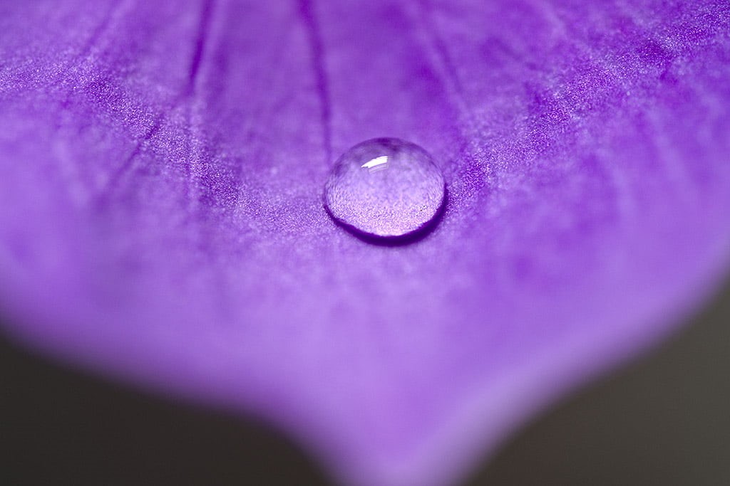 flora, plant, closeup, 90mm, photo, petals, tamron, drops, sydney  australia, water, droplet, droplets, micro, close  up, Macro, 480P, close-up, backgrounds, HD Wallpaper