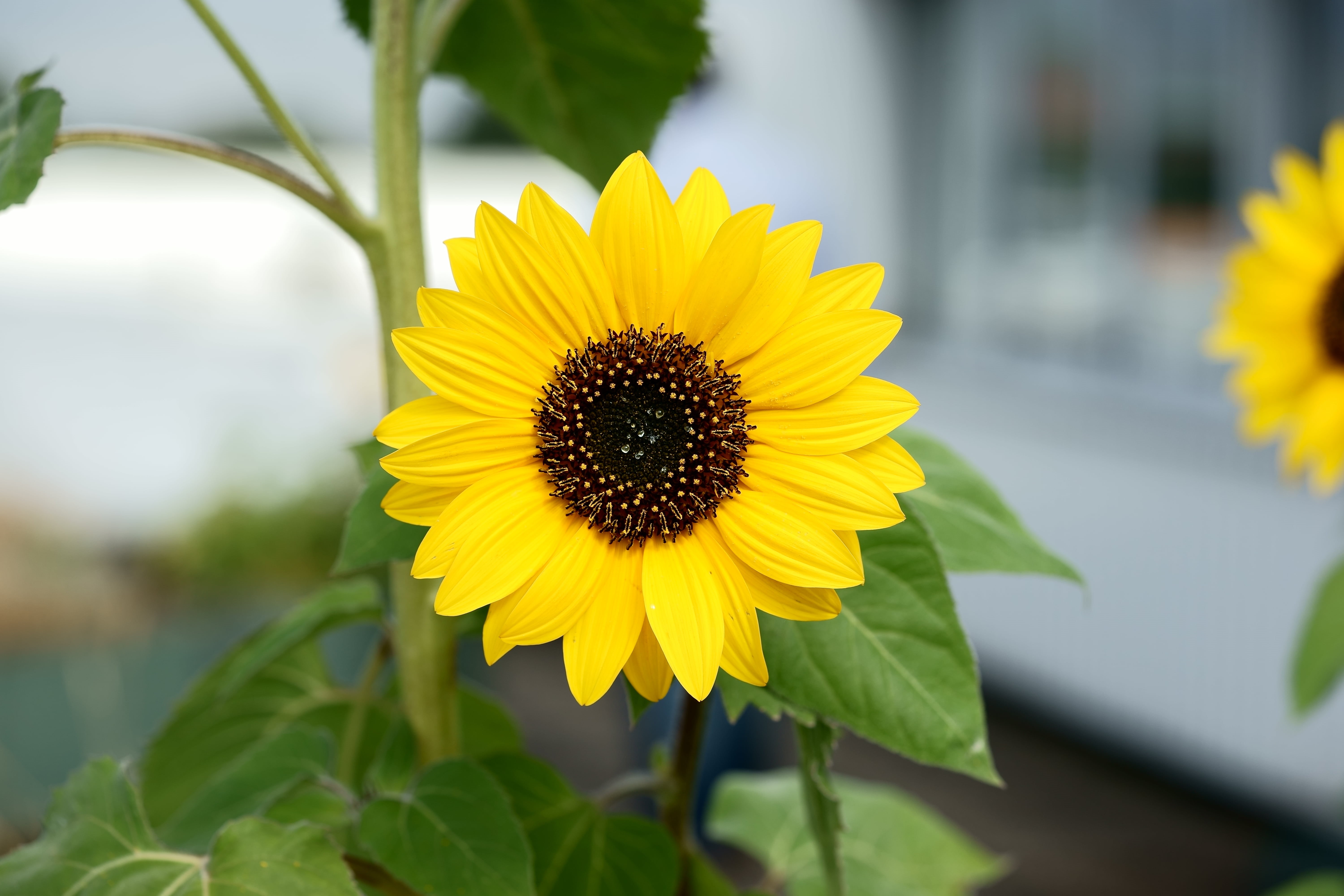 nature, OSS, mit, plant, summer, Sony, flower, 90mm, sunflower, Blumen, yellow, 5K, Makro, petal, HD Wallpaper