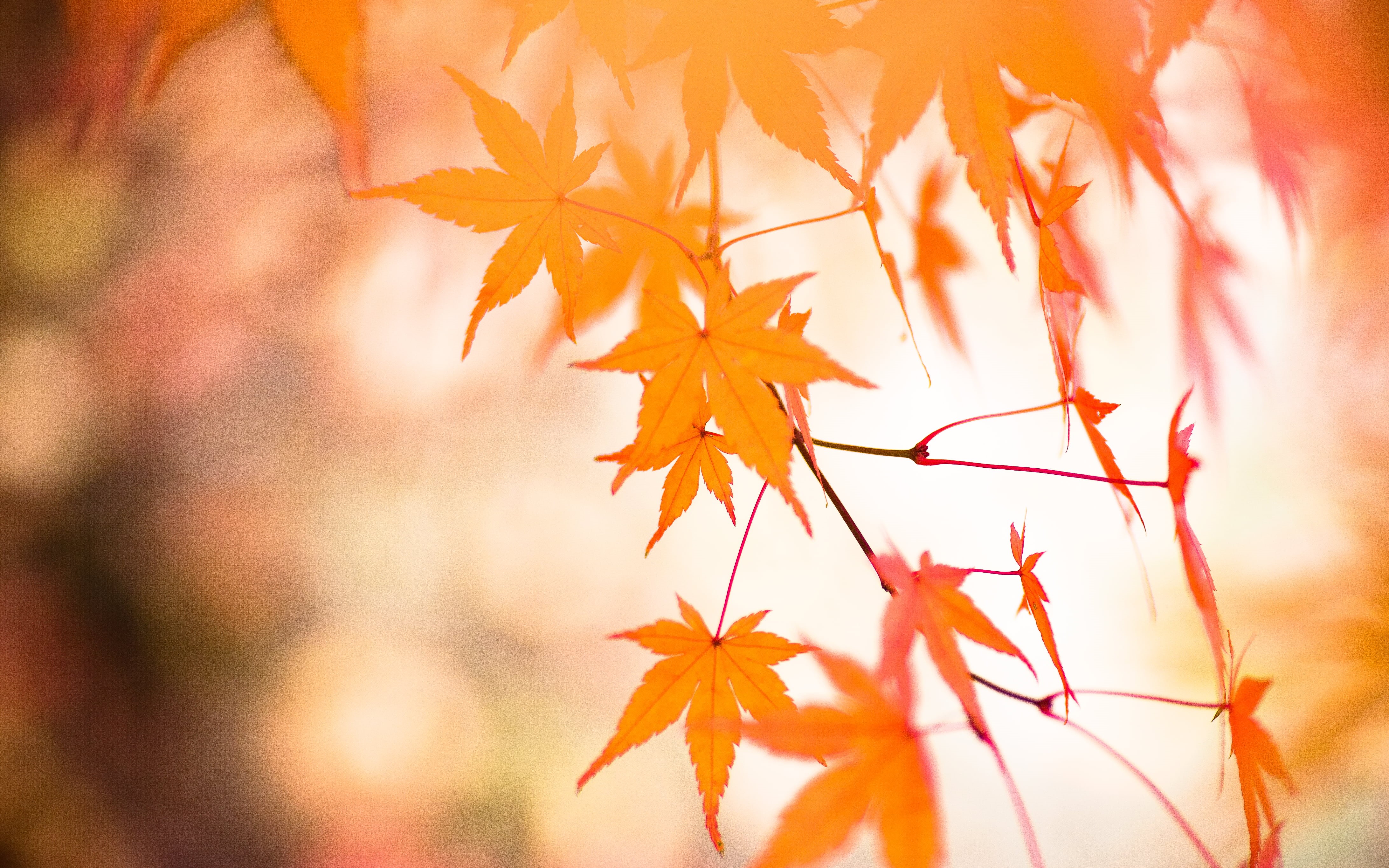 orange Color, autumn  fall, 90mm, Maple, orange, red, nature, branch, Japan, tamron, autumn, di, forest, yellow, october, Momiji, gold Colored, outdoors, HD Wallpaper