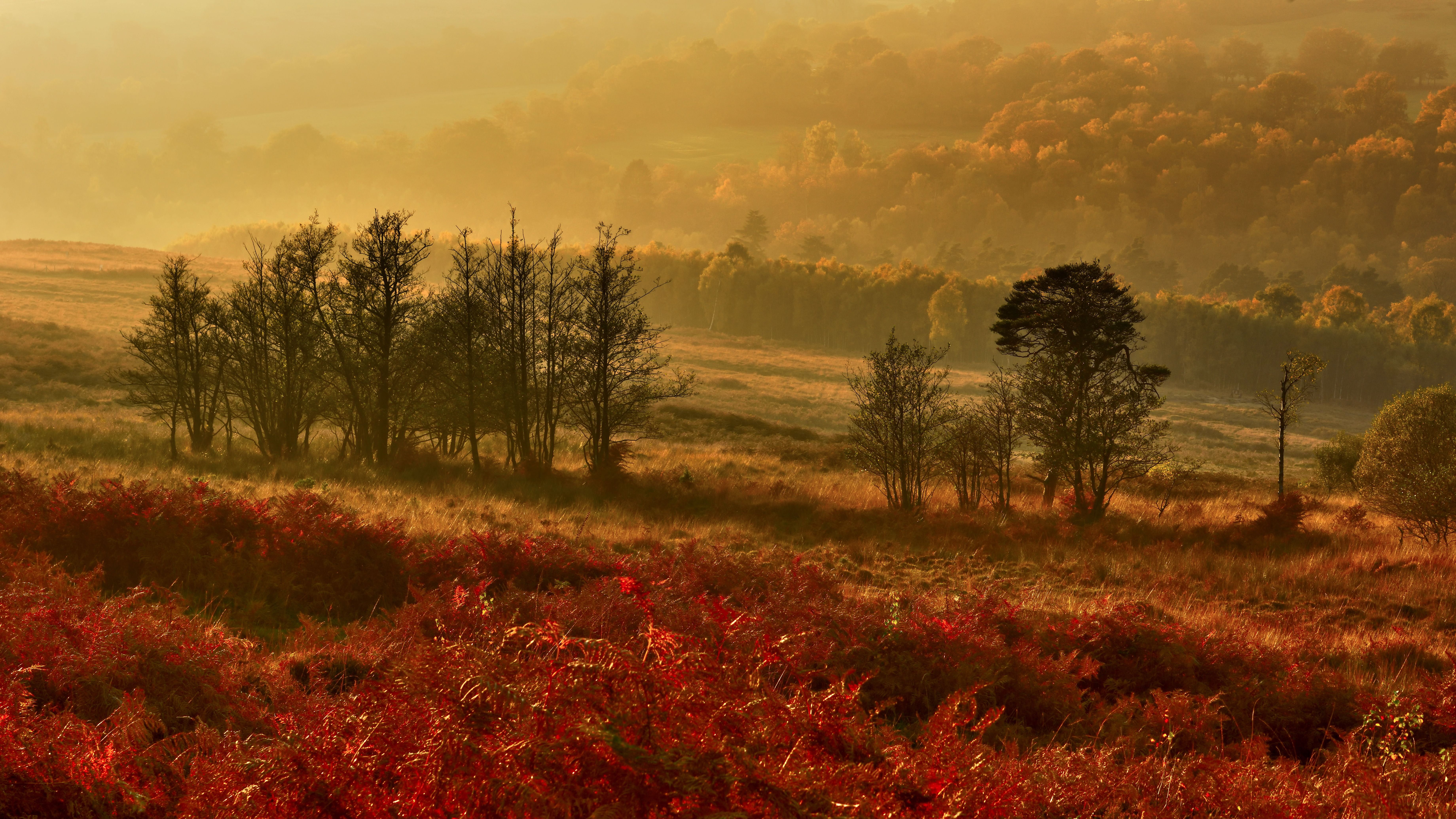 forest, sunlight, landscape photography, comments, Mist, grasses, trees, photography, rural Scene, Sunset, mountain, Nature, Nikon D810, views, thank you, HD Wallpaper