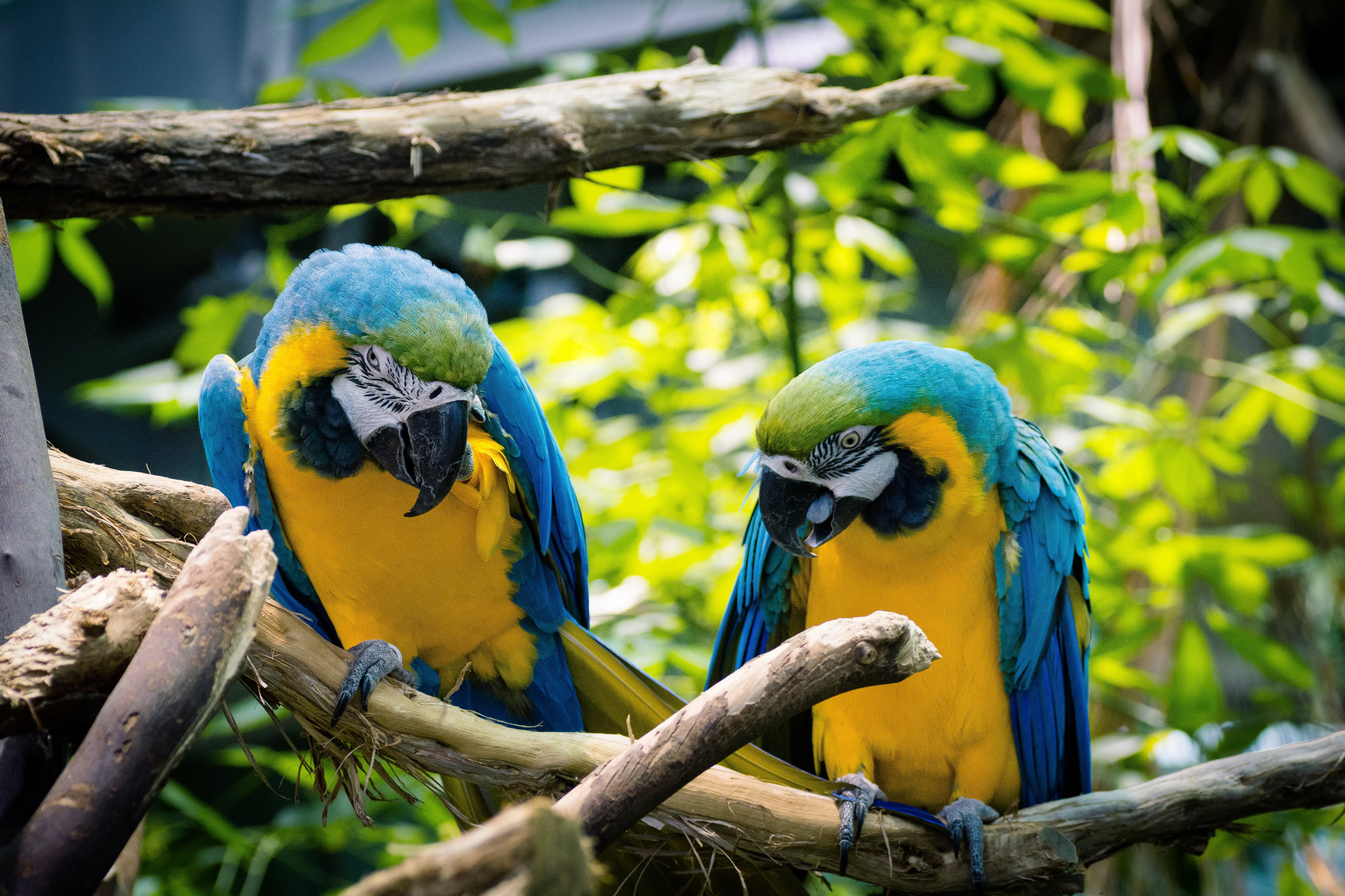 animal, california, blurred, branch, rainforest, 5K, animals, sf  bay  area, blue, blue-and-yellow, nature, mates, USA, macro, parrot, tropical Climate, HD Wallpaper