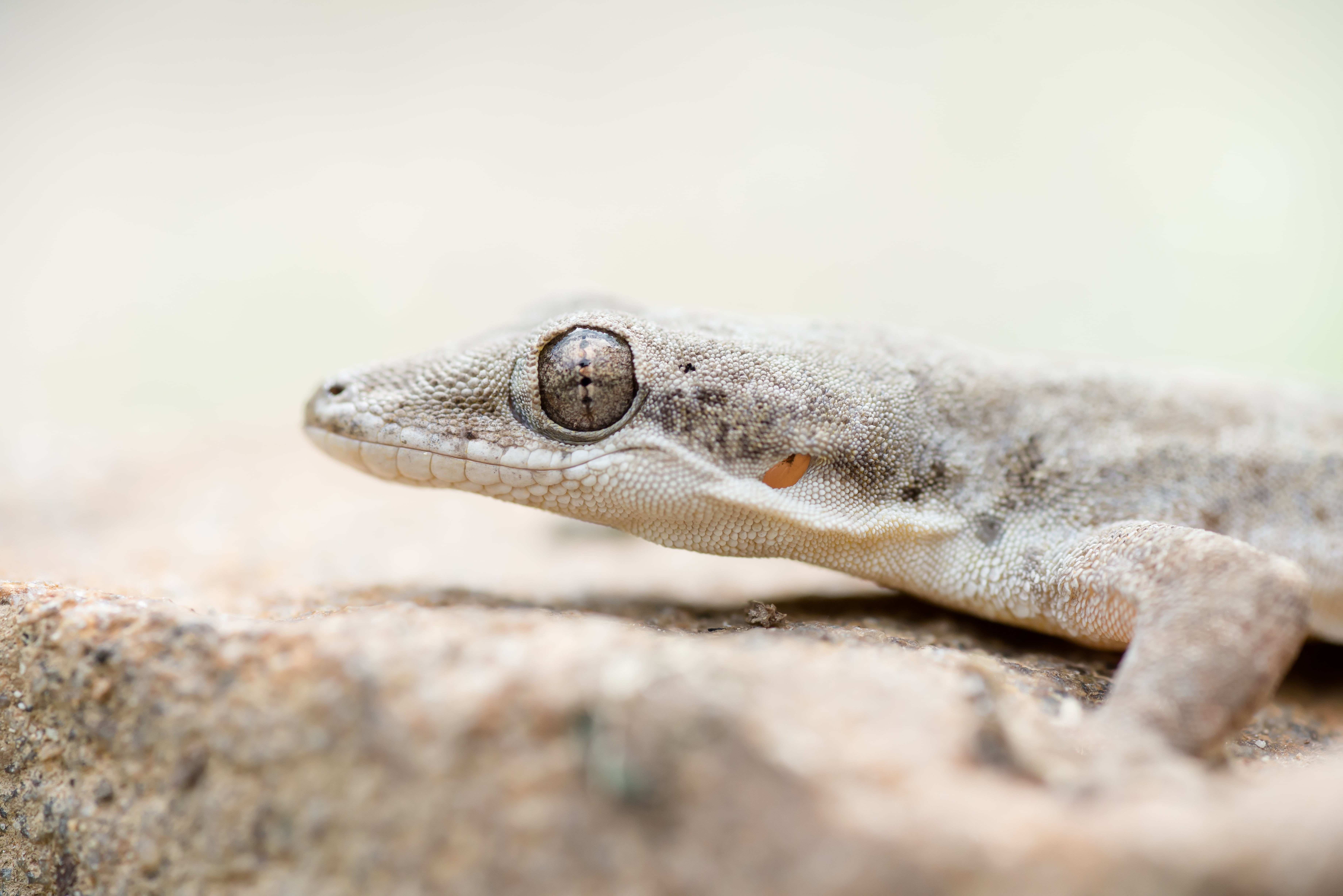 krachan, wild, Bilgin, 90mm, Gecko, gray, phetchaburi, wildlife, 5K, national, kaeng, nikon, Rushen, park, makro, nature, tamron, close-up, macro photography, HD Wallpaper