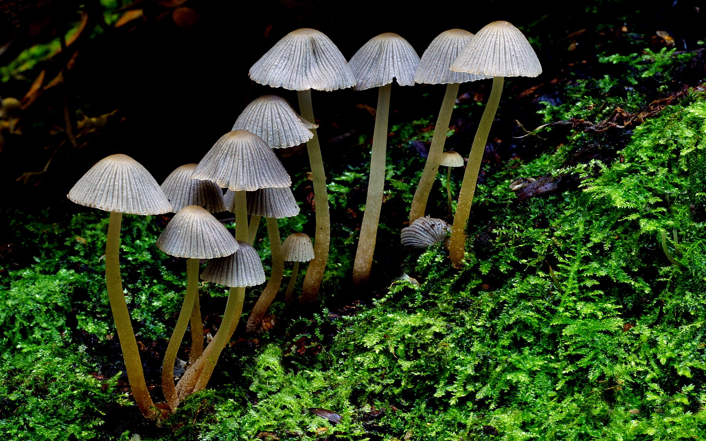lover, mushroom, flickr, Mushrooms, toadstool, forest, Coprinellus disseminatus, Inkcap, CC0, gray, Public Domain, plant, disseminatus, 90mm, coprinellus, HD Wallpaper