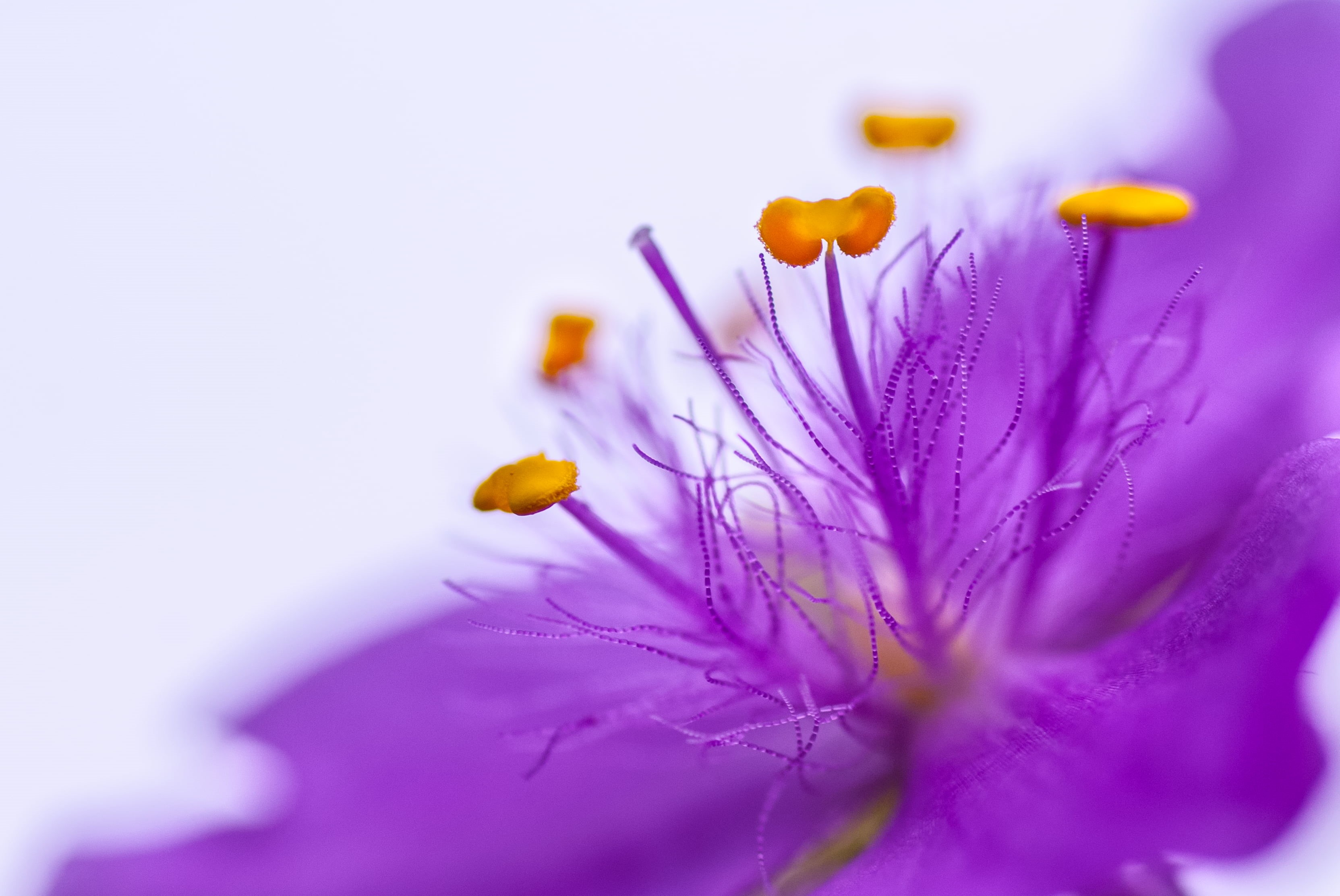 Tamron, 2K, summer, 90mm, plant, flower, DSLR-A200, macro, closeup, pollen, nature, purple, beauty In Nature, F2.8, Sony, close-up, springtime, HD Wallpaper