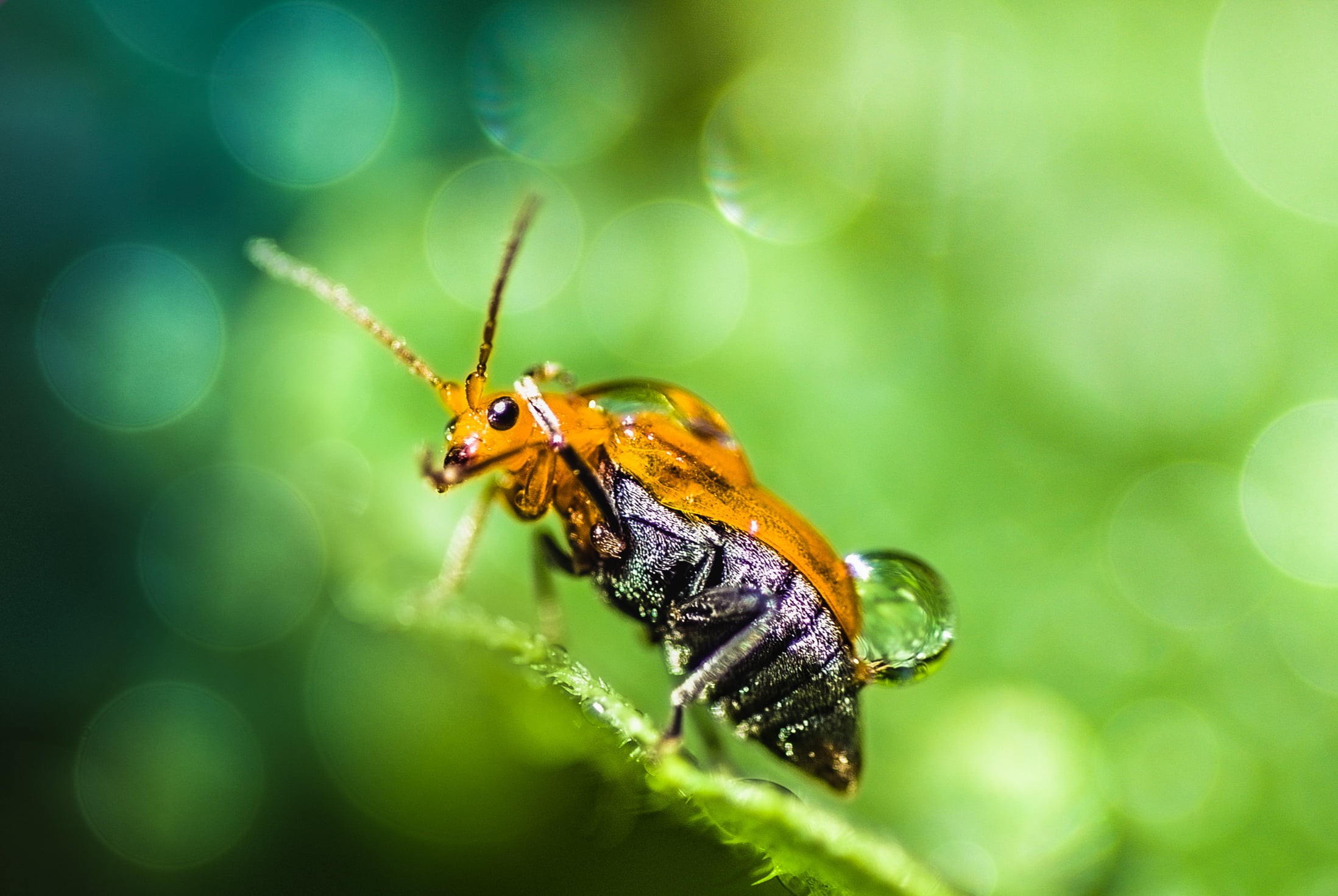 Macro, small, close-up, shallow, 90mm, depth of field, field, A200, 1080P, nature, animal, leaf, HMM, Tamron, Beauty, depth, Bokeh, insect, green Color, HD Wallpaper