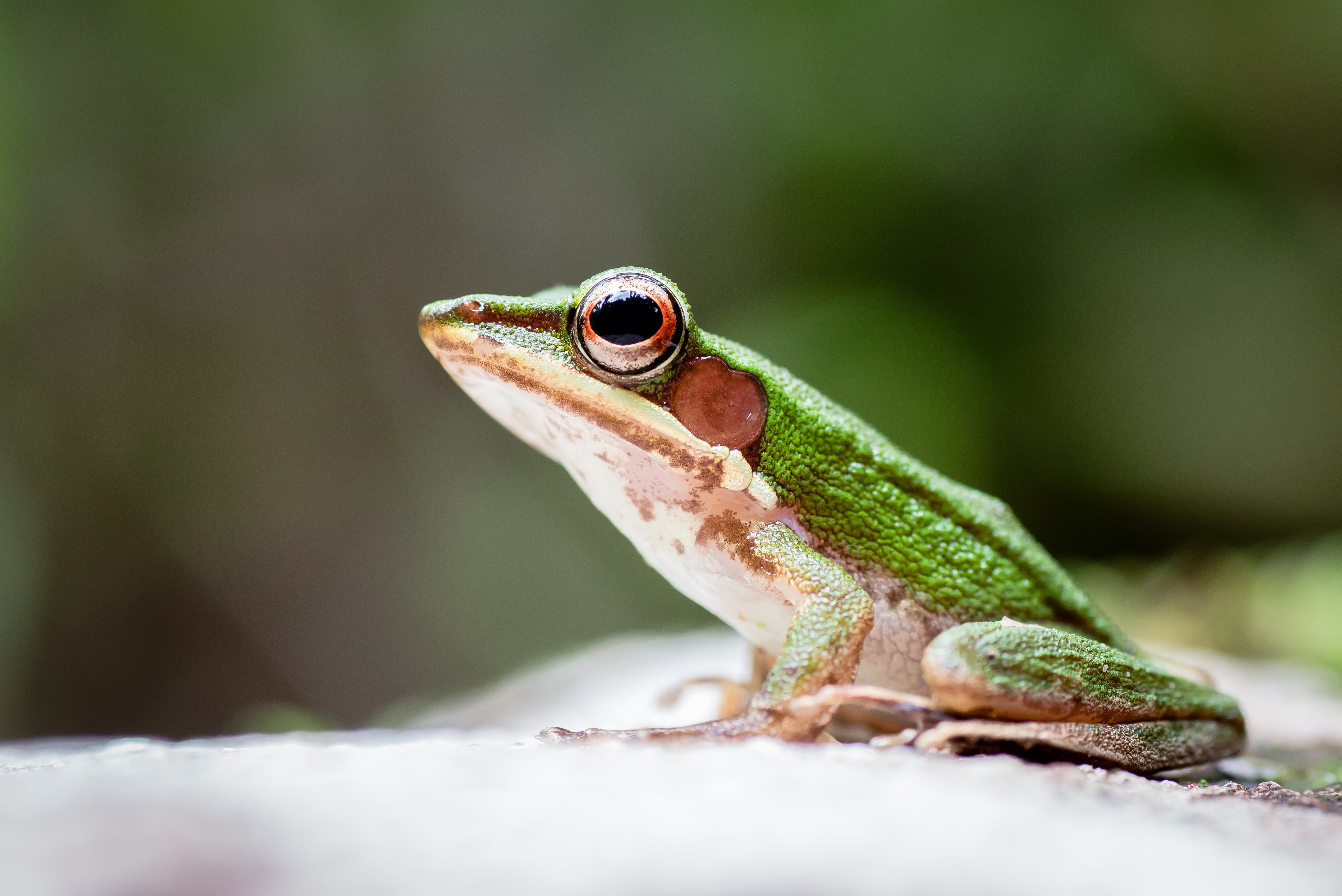 Hylarana, green frog, Bilgin, 90mm, frog, Tamron, focus, amphibia, amphibian, wildlife, sok, shallow, Rushen, Khao Sok National Park, nature, green, animal, HD Wallpaper