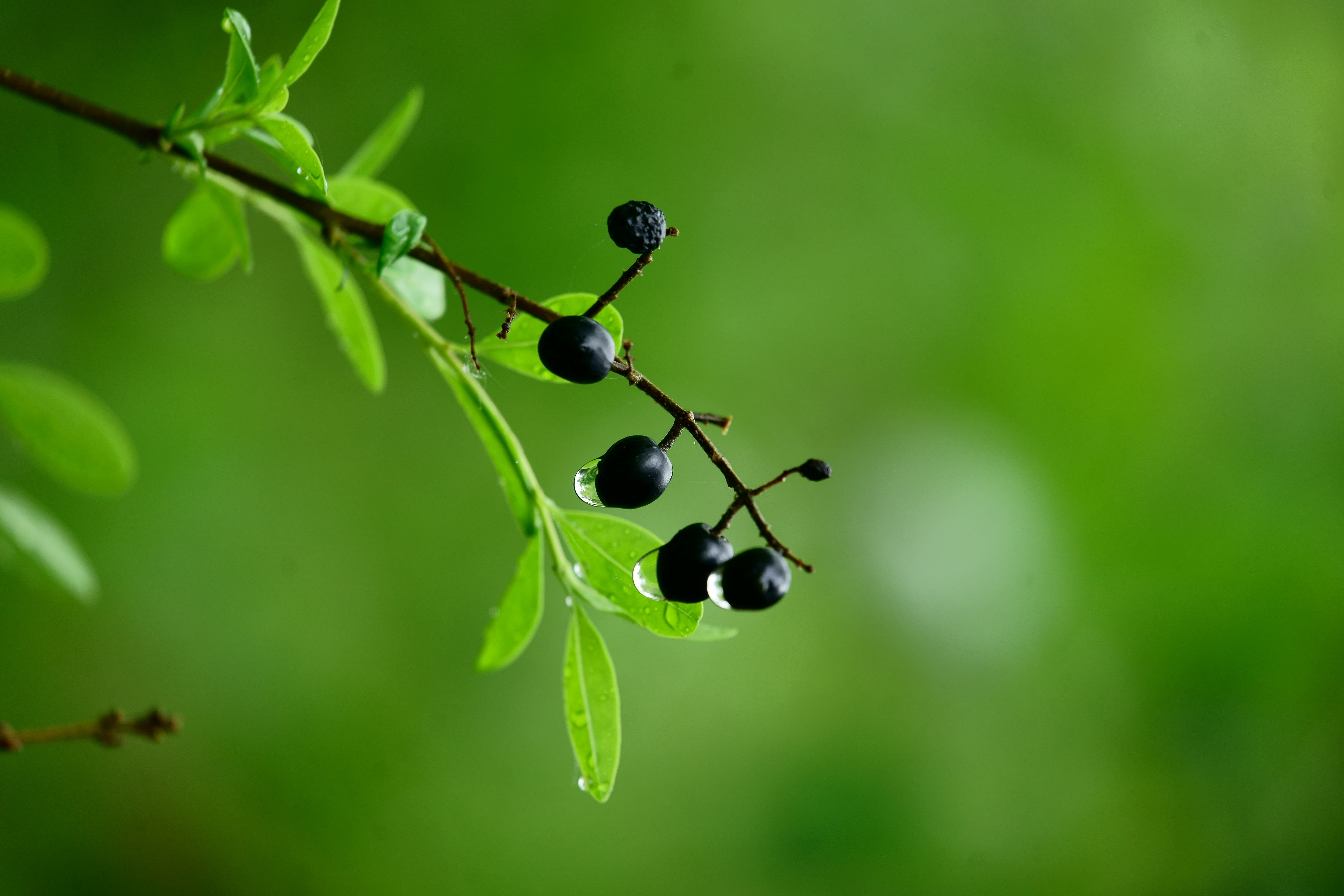 OSS, selective focus, summer, fruit, close-up, FE, selective, focus, 1. Mai, leaf, food, dew, Sony_Alpha, black, plant, nature, green Color, freshness, HD Wallpaper