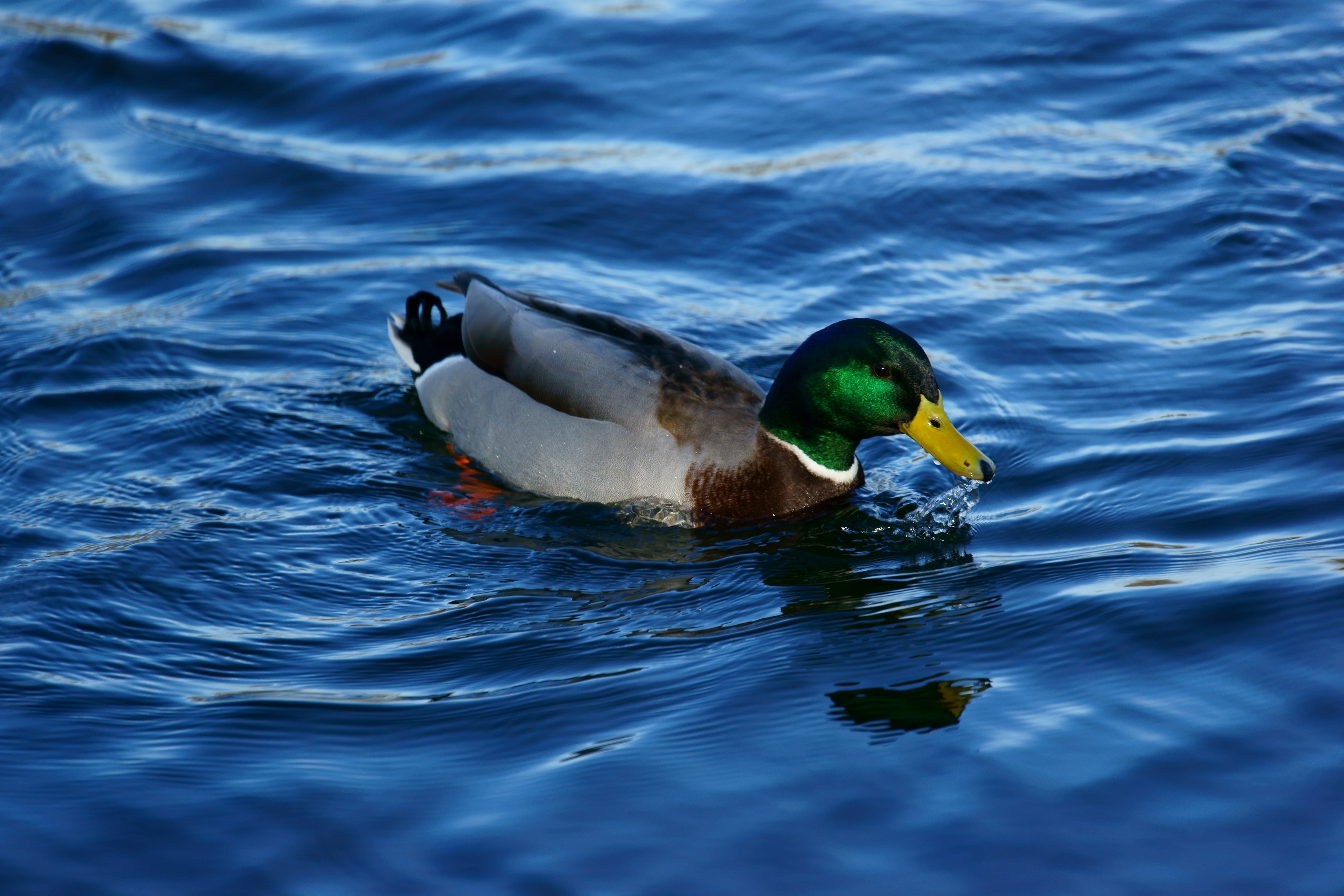 FE, lake, beauty In Nature, pond, 5K, photography, river, animals In The Wild, male Animal, swimming Animal, water Bird, animal, OSS, Sony_Alpha, water, HD Wallpaper