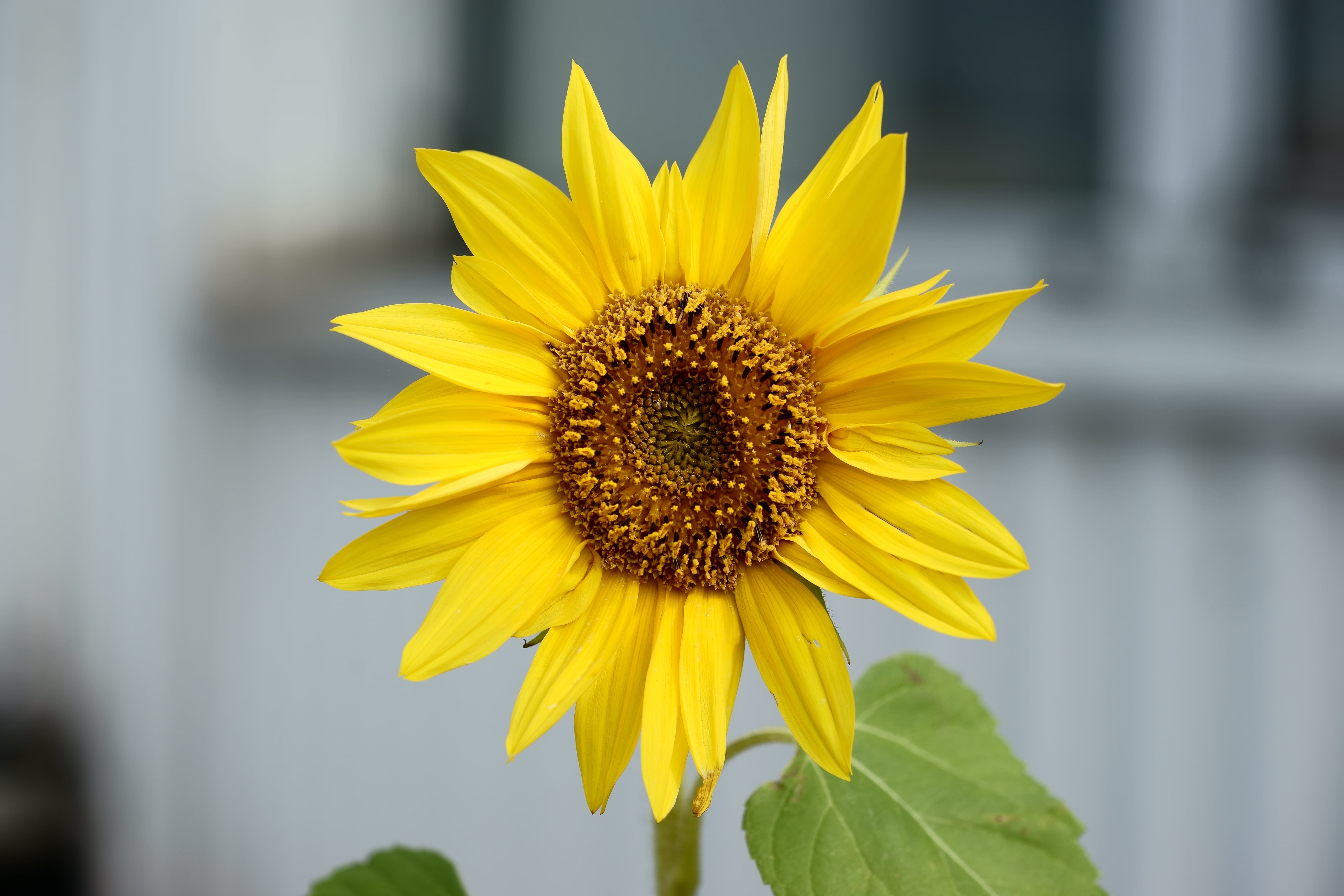 sunflower, mit, flower, nature, 90mm, Makro, plant, Blumen, 5K, yellow, photography, OSS, agriculture, petal, summer, Sony, HD Wallpaper