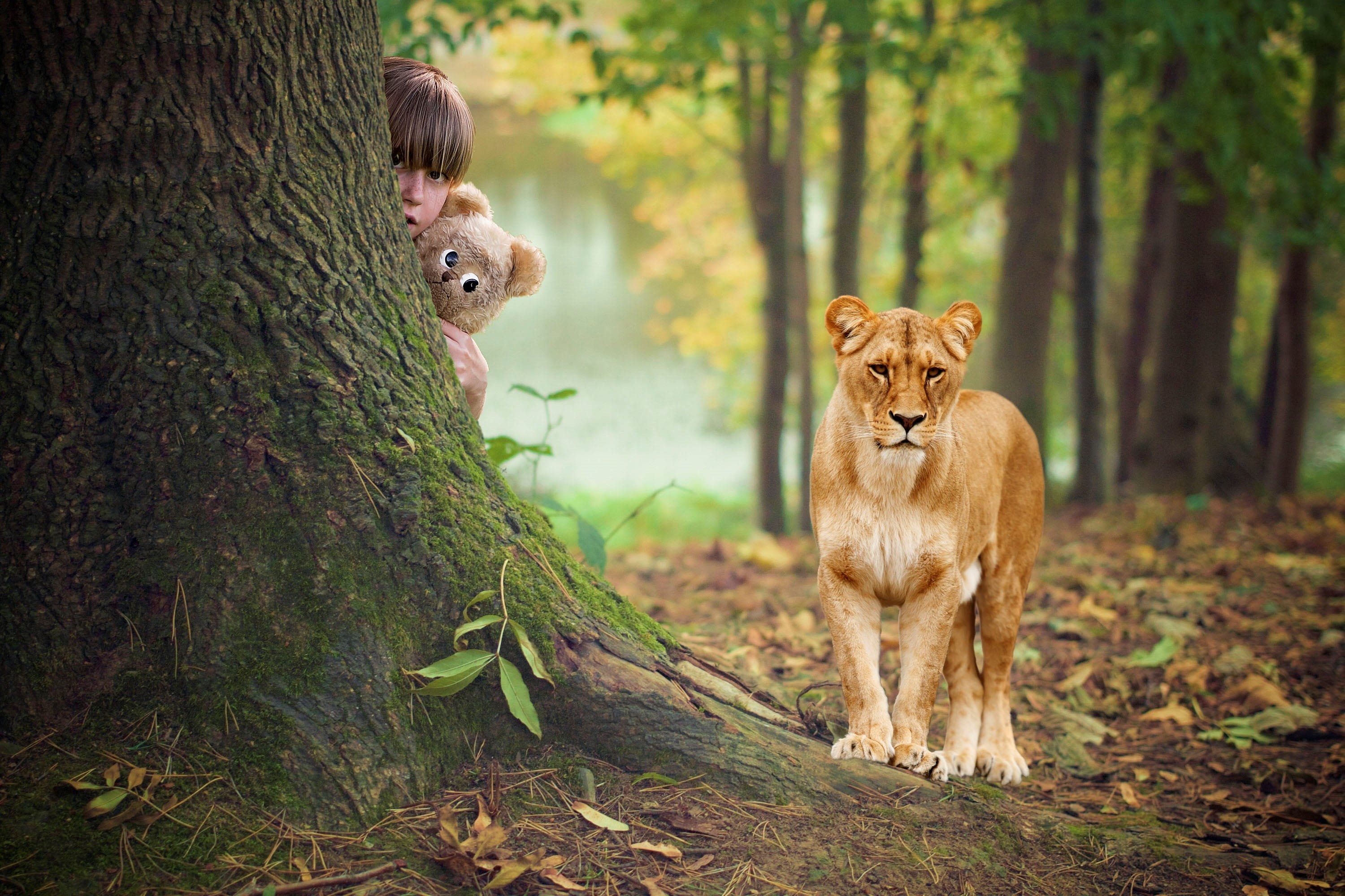 love, mammal, feline, autumn, playful, dream, tree, happy, tree trunk, gorgeous, sweet, child, animal themes, trunk, protect, day, play, looking at camera, HD Wallpaper