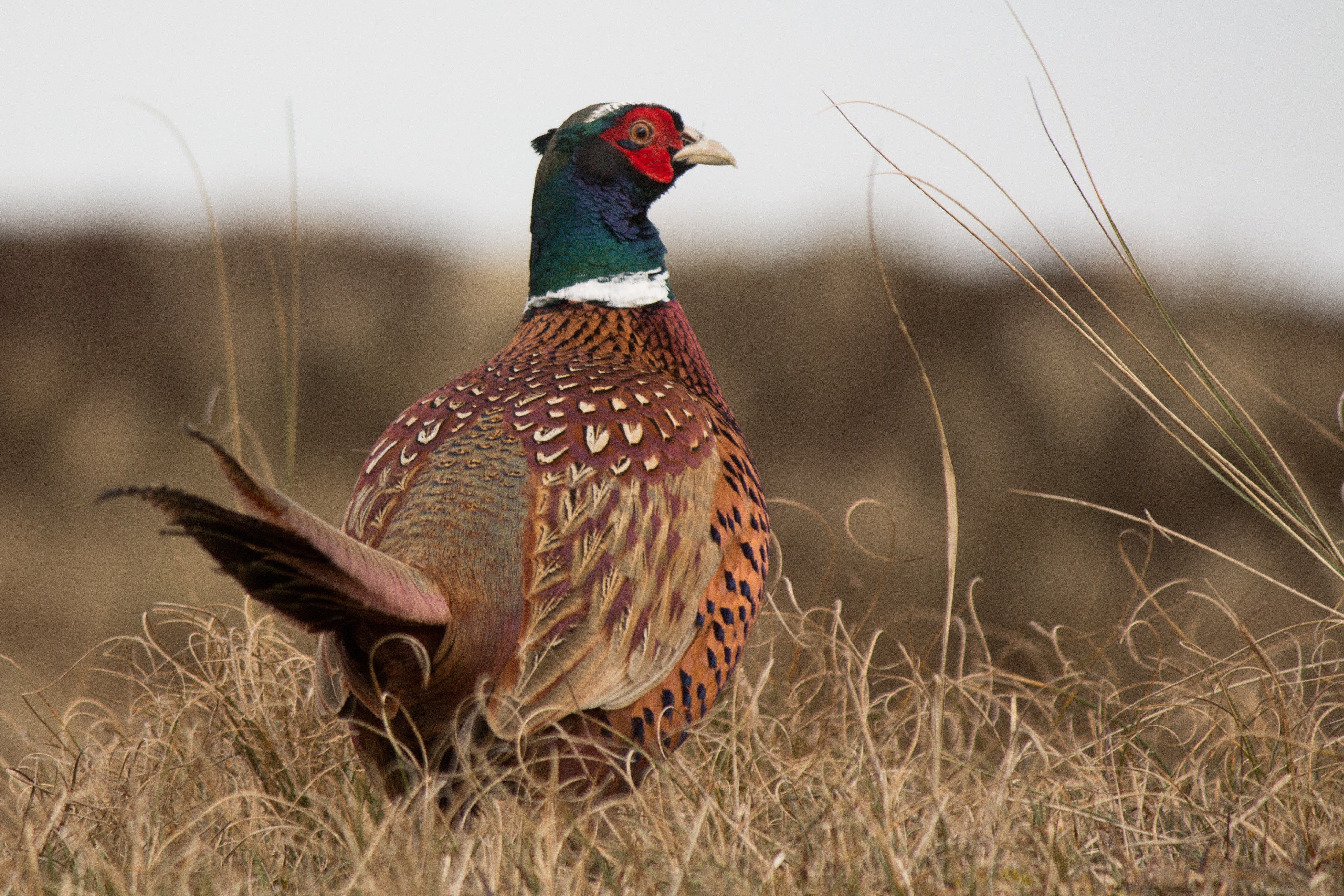 focus on foreground, one animal, males, pheasant-like, 4K, looking, phasianus colchicus, focus, pheasant - Bird, phasianidae, peacock, grass, photography, HD Wallpaper