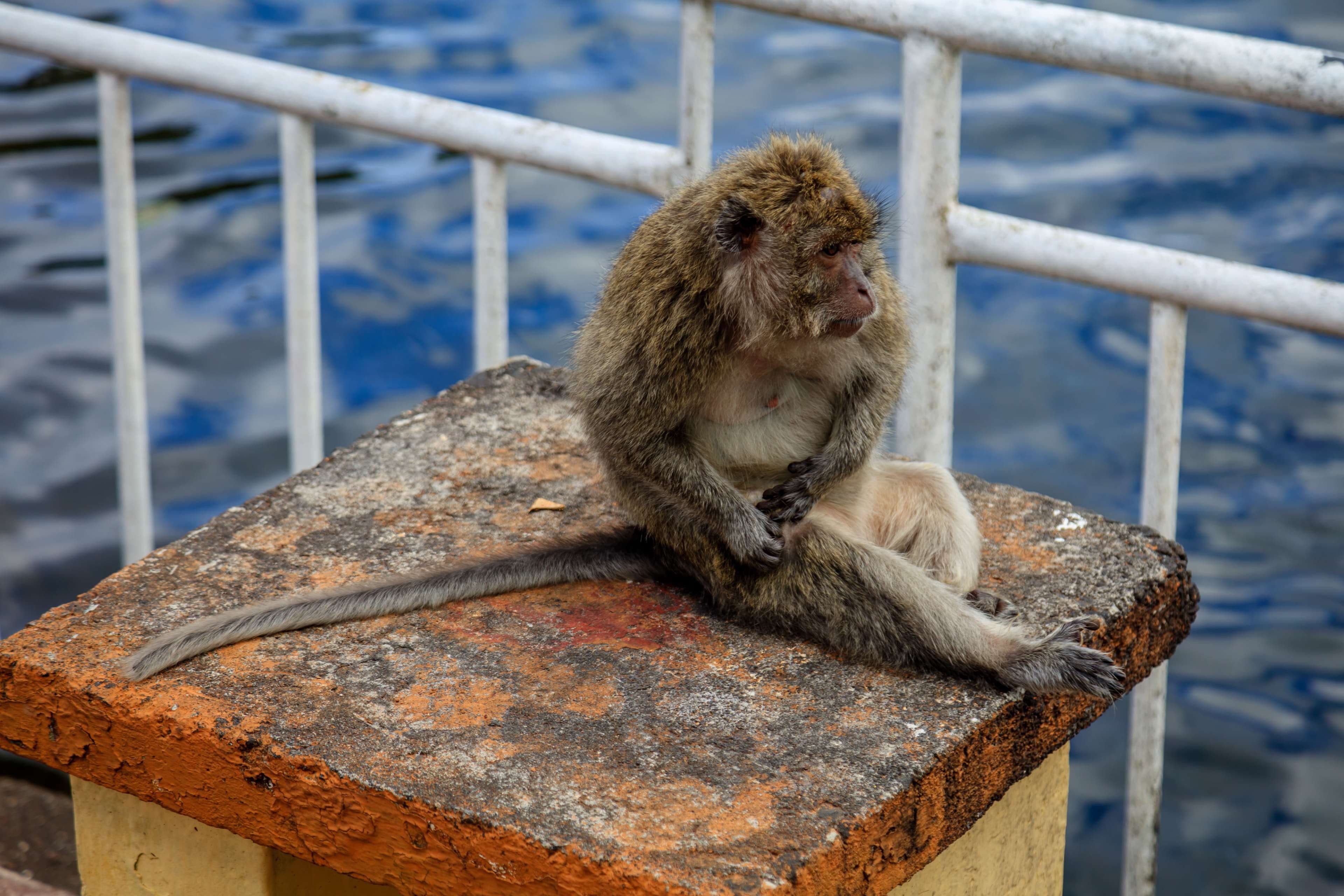 animals in the wild, vertebrate, animal, animals in captivity, lake, hinduism, monkey, animal themes, nature, mammal, focus on foreground, hindu, mauritius, HD Wallpaper