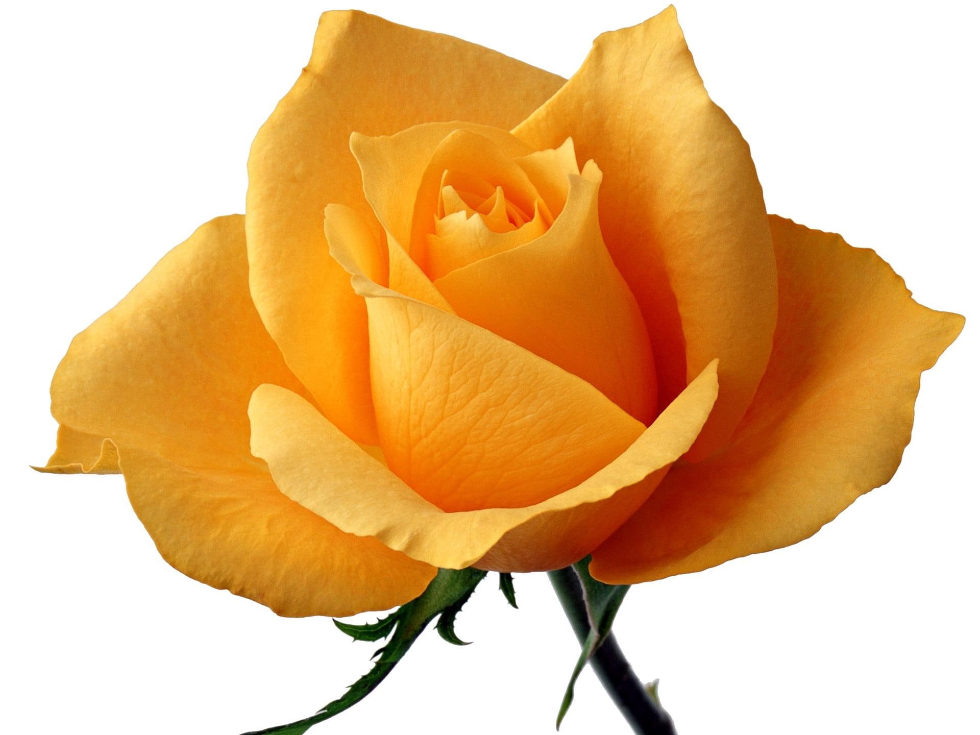 rose, yellow, faith, means, single, flower, 1080P, nature and landscapes, HD Wallpaper