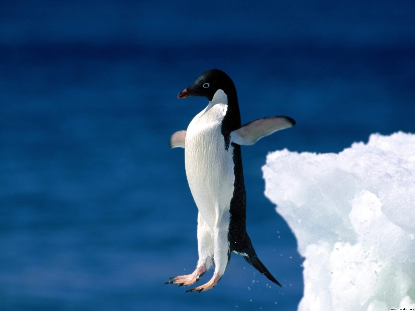 penguin, faith, leap, 720P, HD Wallpaper