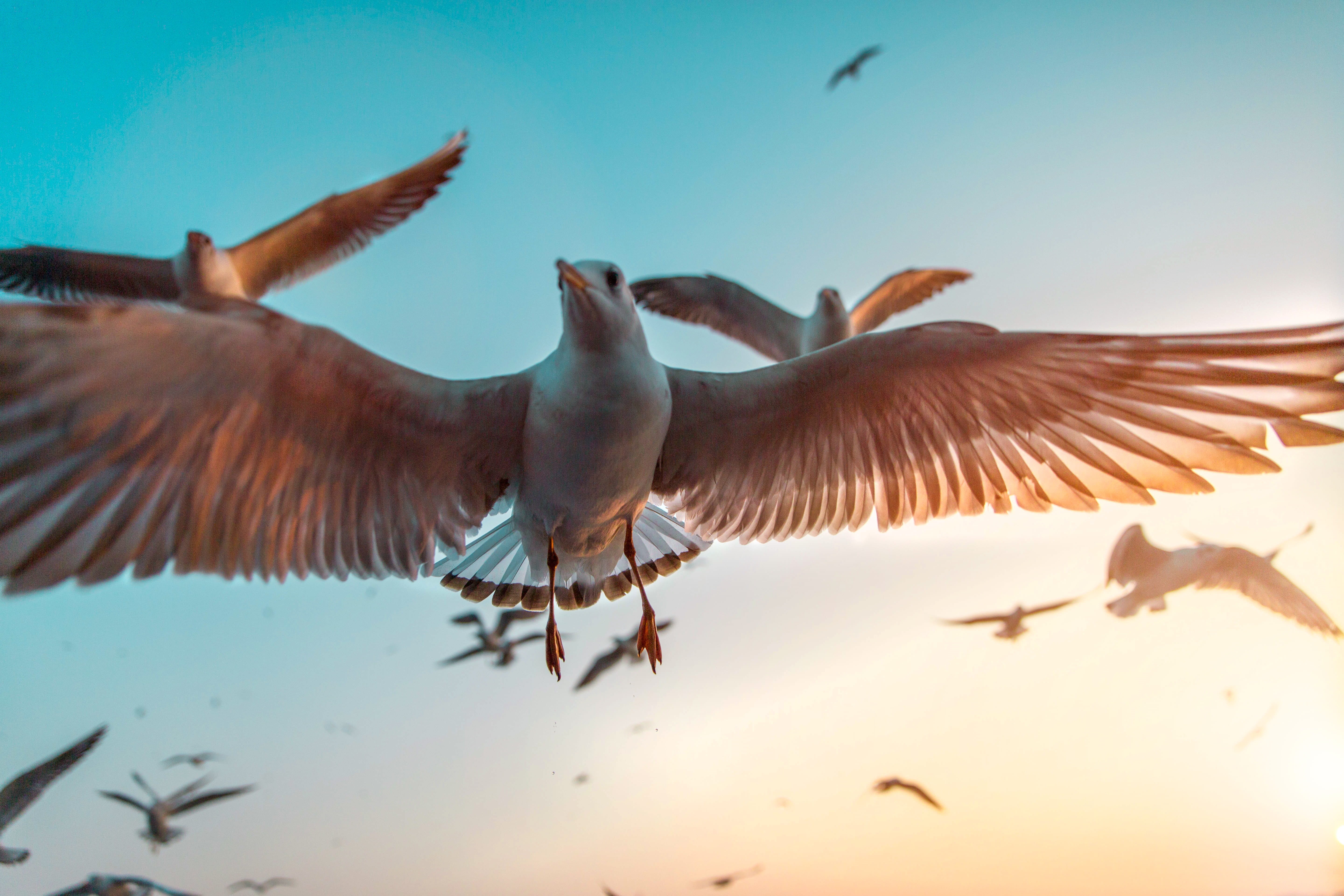 seagle, flock, bird, photo, animals in the wild, angle, spread wings, wing, nature, blue, group of animals, seagulls, mornning, indium, sun, water, bird in flight, HD Wallpaper