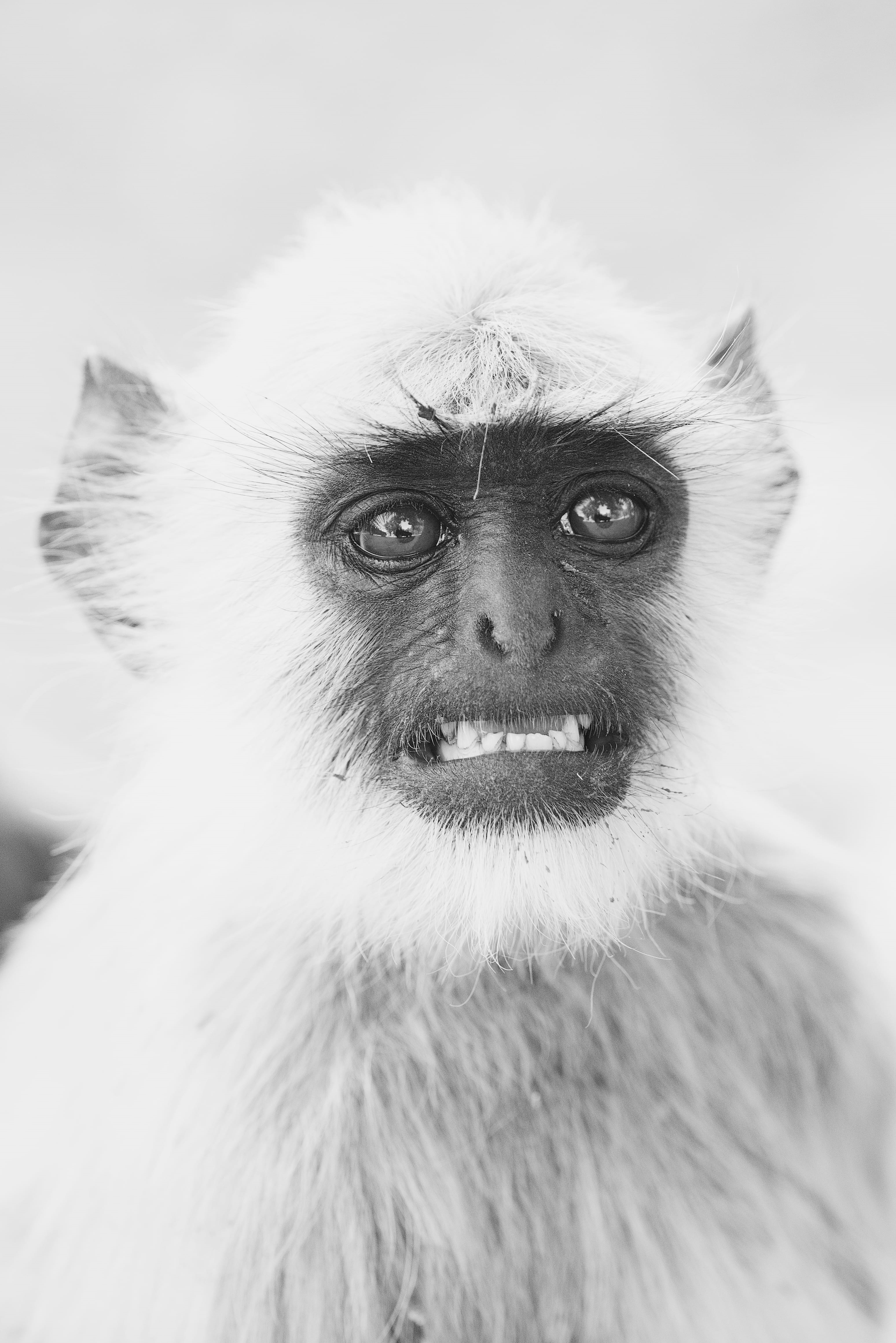 ape, grayscale, close-up, no people, portrait, black and white, wild, one animal, nature, animal wildlife, vertebrate, monochrome, animal portrait, focus on foreground, Phone HD Wallpaper
