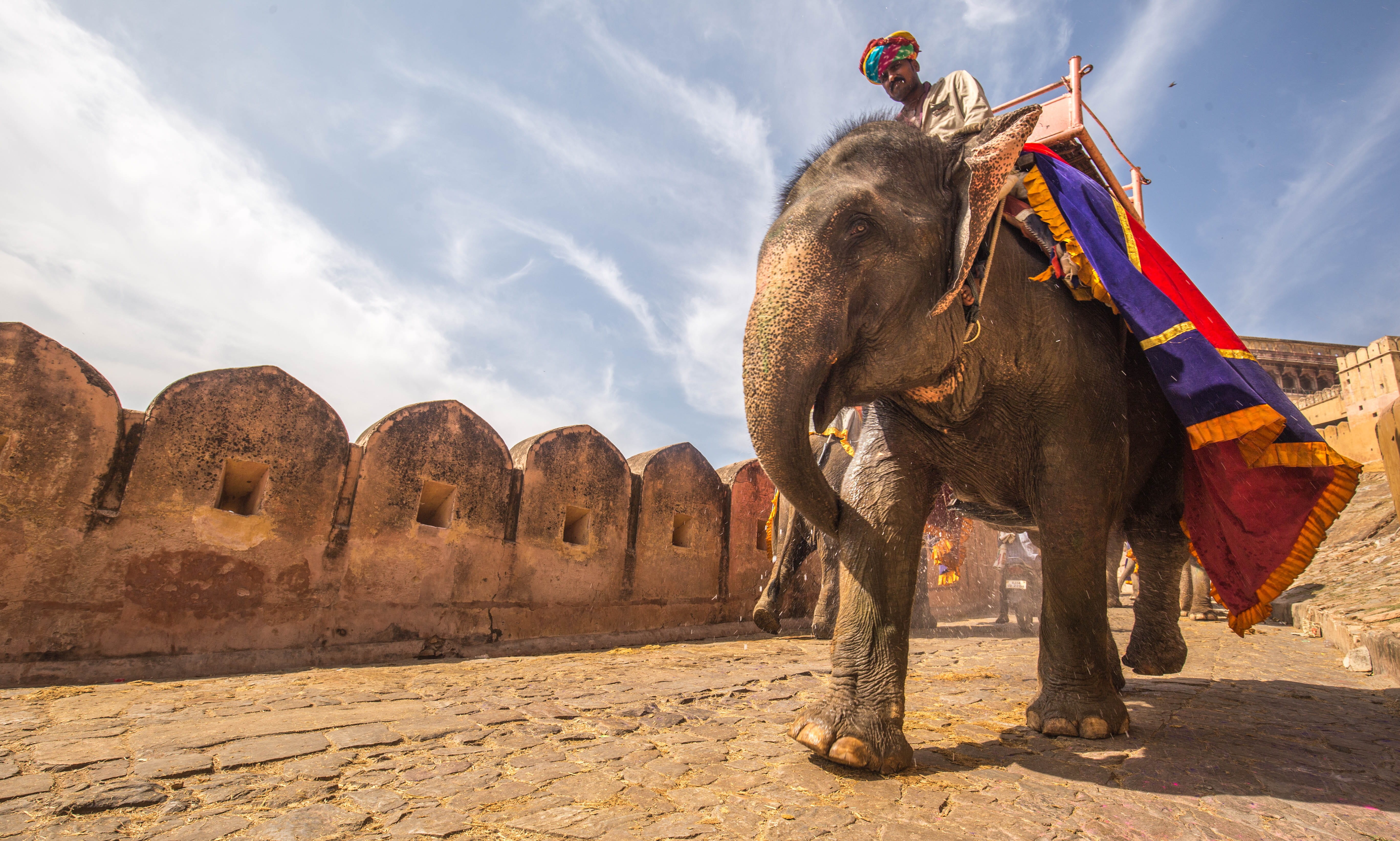 middle east, elephant, domestic animals, architecture, elephante, mammal, nature, day, animal wildlife, side view, indian elephant, travel destinations, HD Wallpaper