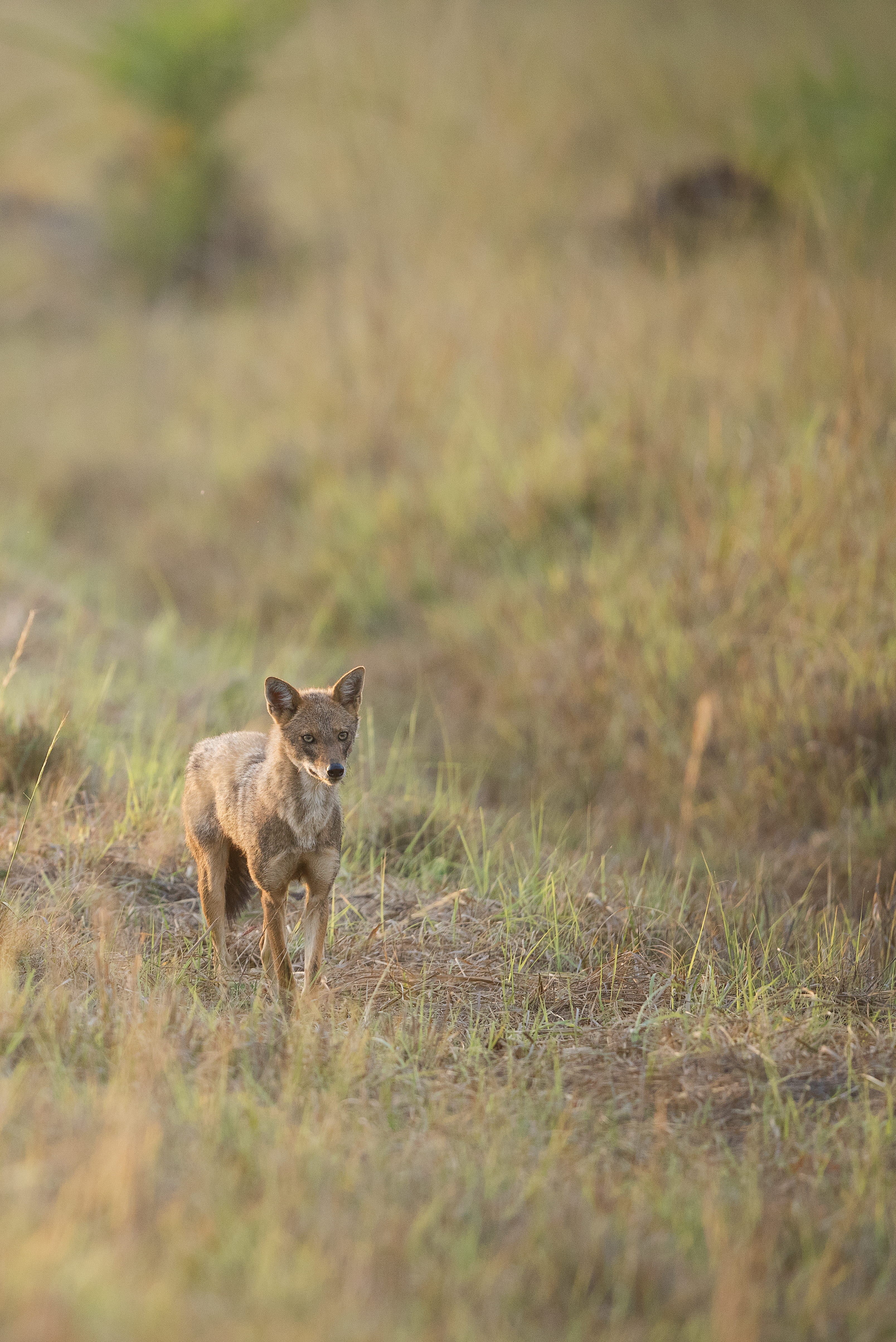 domestic, pets, mammal, outdoors, green, animal, animals in the wild, one animal, land, jackal, plant, wild, no people, day, daytime, brown, wildlife, selective focus, Phone HD Wallpaper