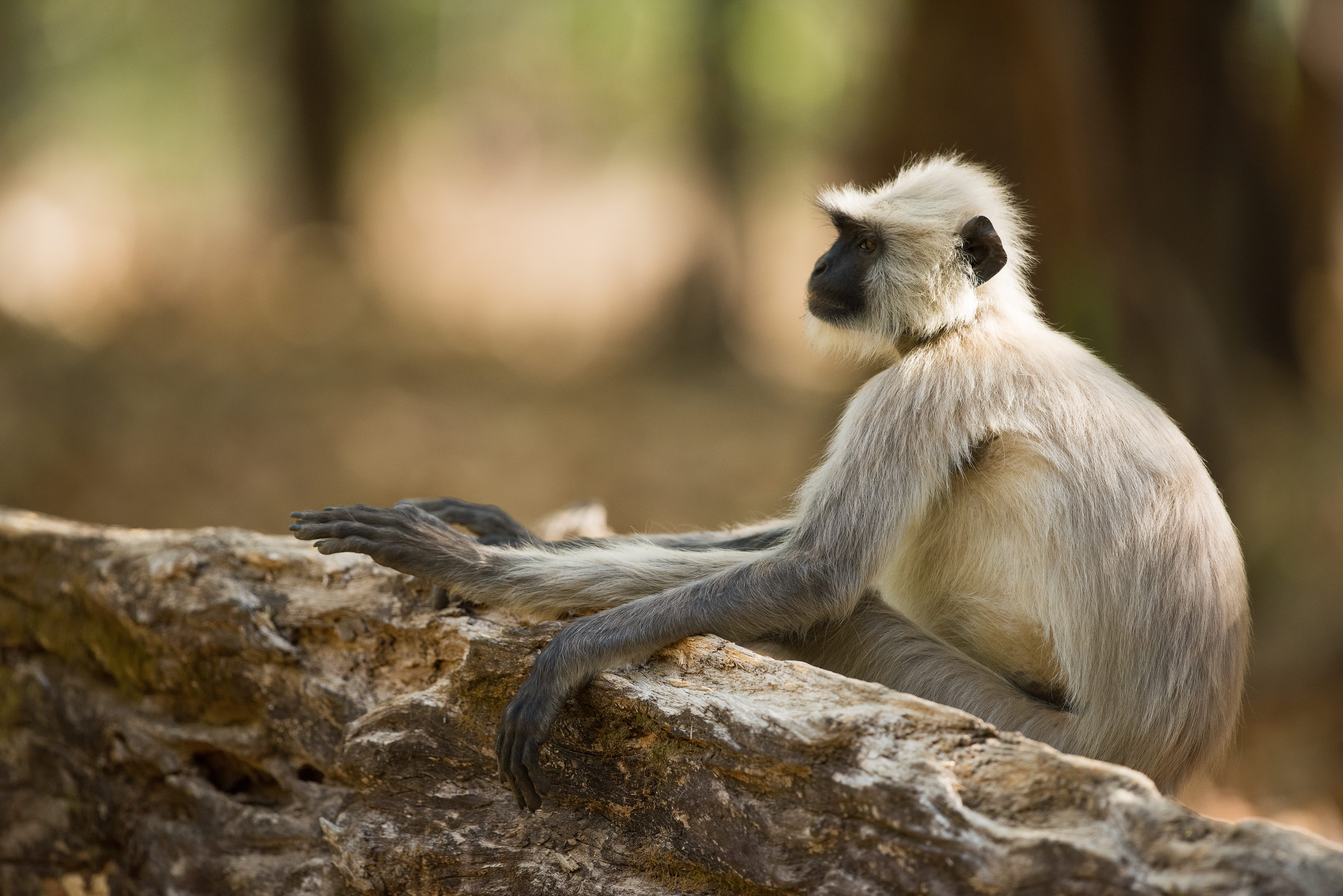 sitting, focus on foreground, white, animal wildlife, rock - object, mammal, focus, brown, log, photography, tree, zoo, langur, selective, solid, baboon, HD Wallpaper
