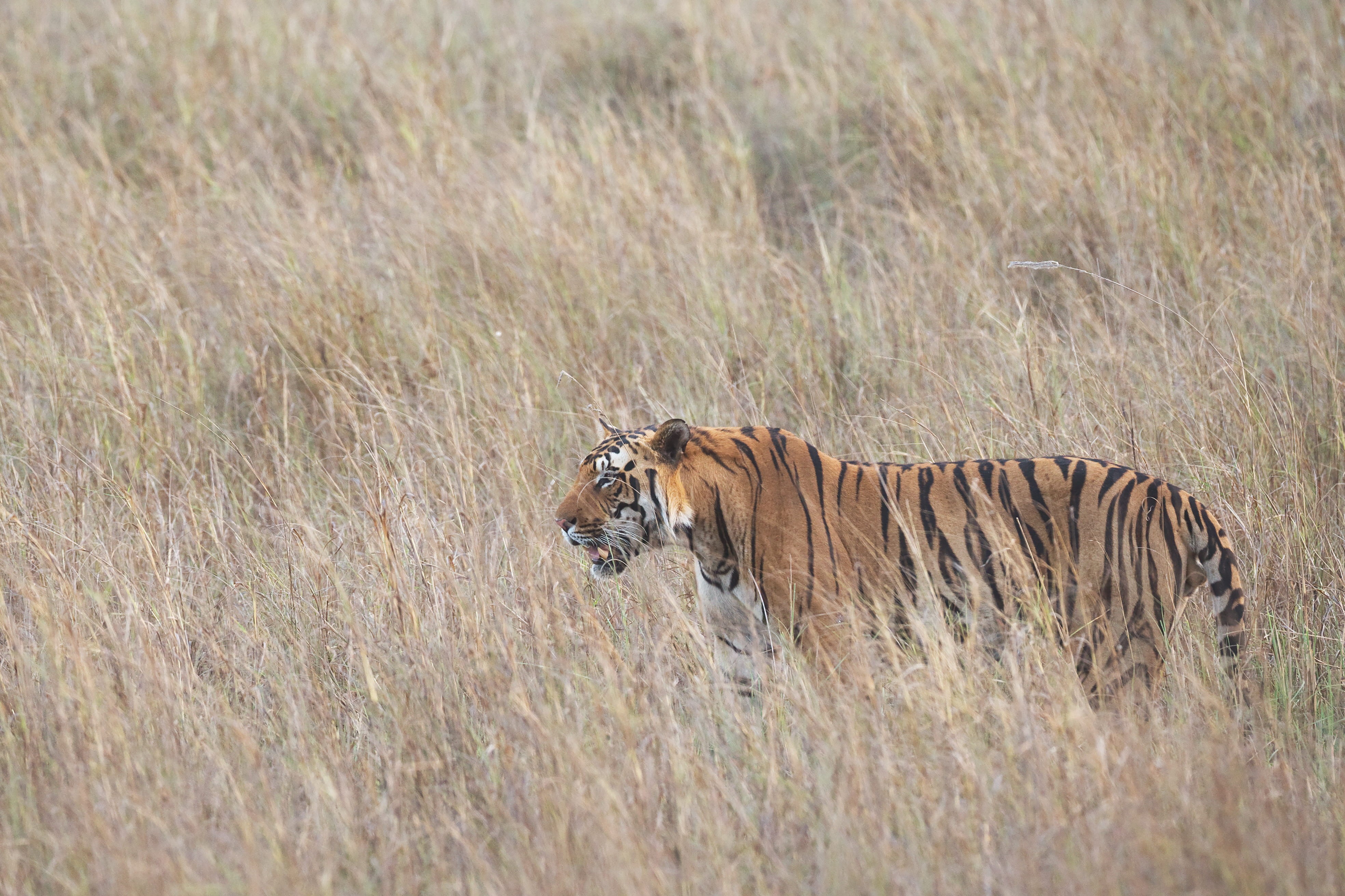 cat, lion - feline, wildlifephotography, safari, 4K, day, hunting, one animal, carnivora, long grass, animal, vertebrate, closeup, nature, grass, wild, HD Wallpaper