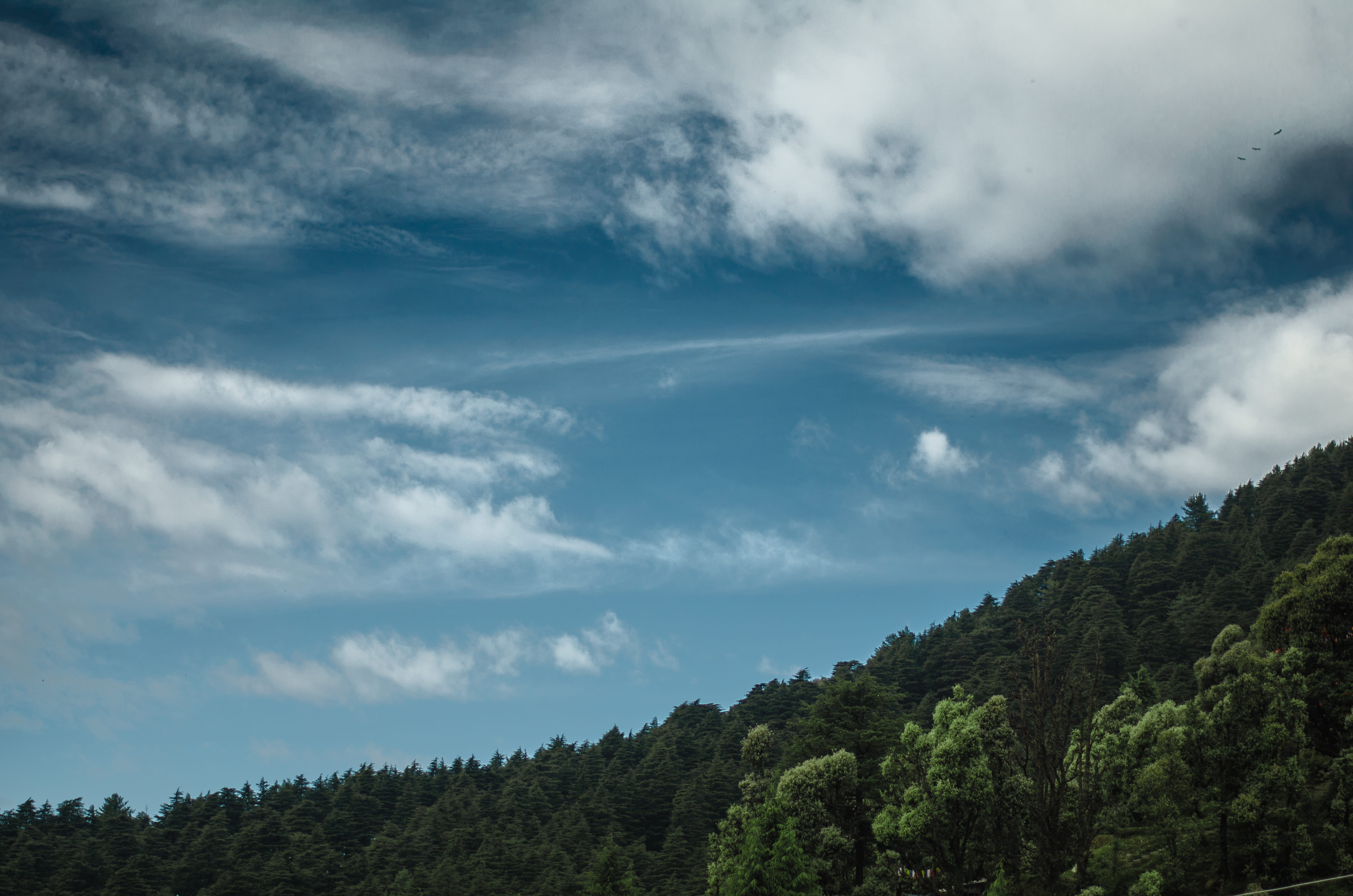 sky, forest, tranquil scene, landscape, 4K, mountain, outdoors, tranquility, plant, treetop, dharamkot, tree, blue, wood, green color, environment, pine woodland, HD Wallpaper