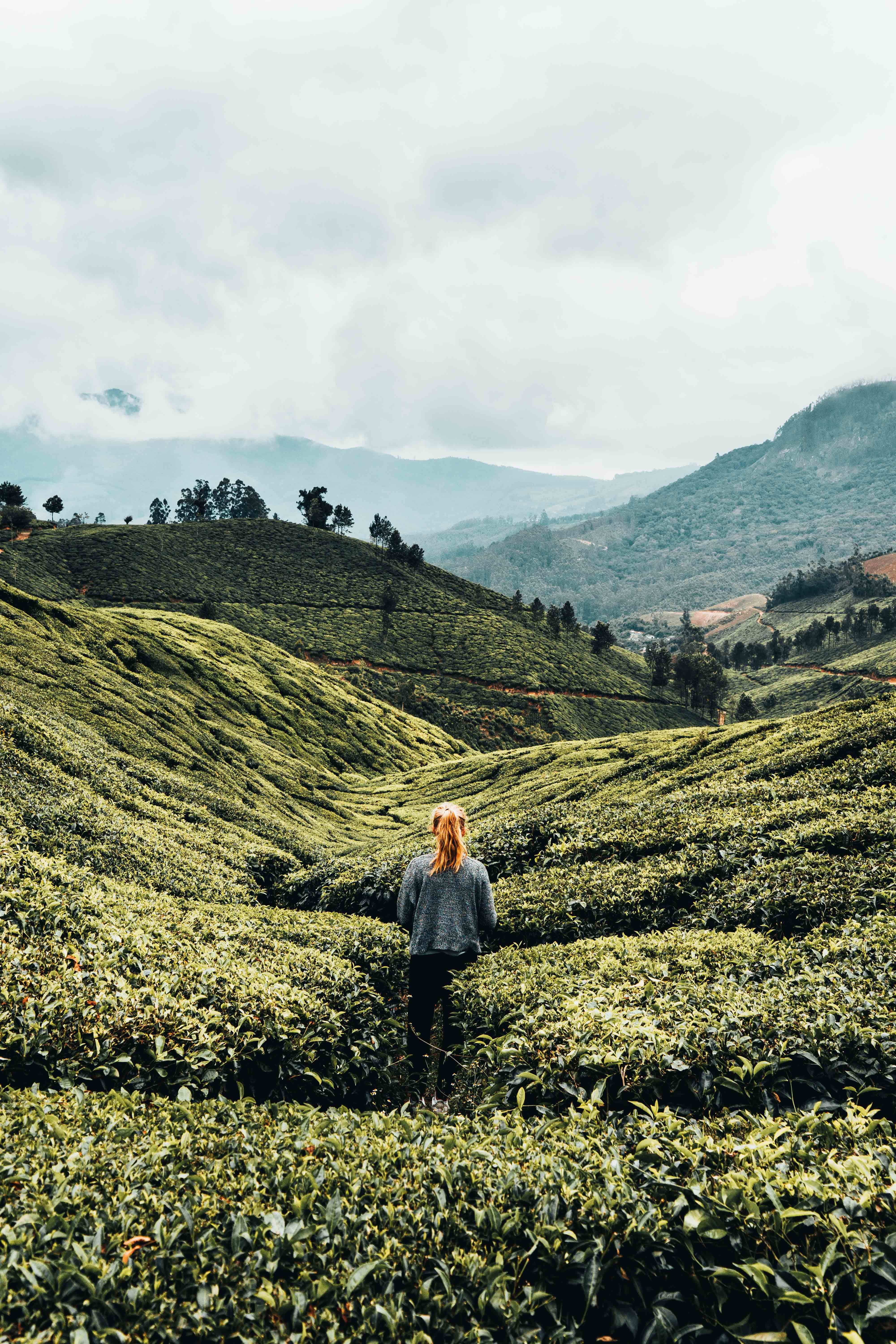 mountain, growth, field, tea, hill, one person, day, agriculture, landscape, green, beauty in nature, sky, indium, environment, outdoors, leisure activity, Phone HD Wallpaper