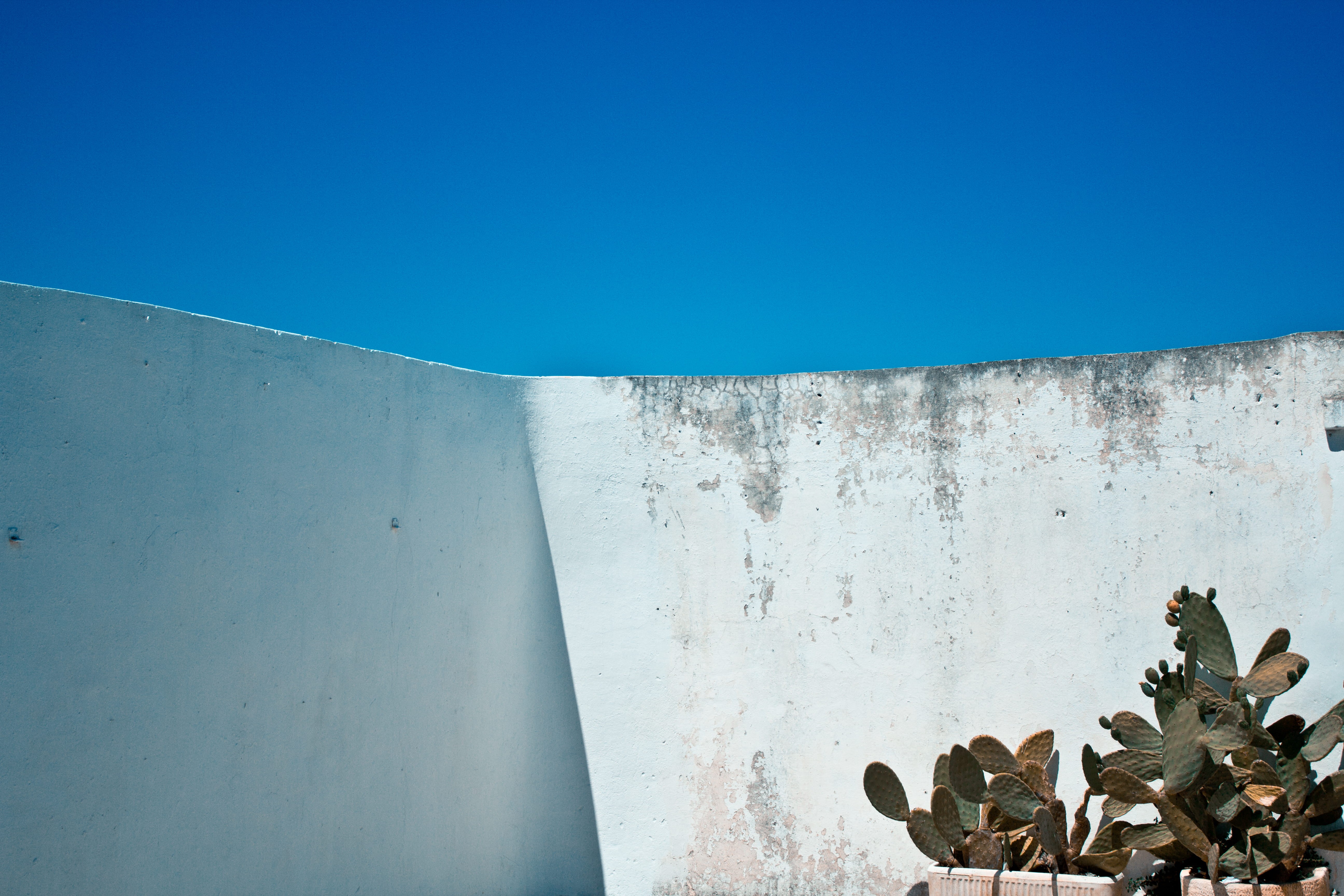 wall - building feature, white, apint, rock, photo, outdoors, low angle view, sunny, sun, leafed, plant, surrounding wall, blue, closeup, concrete, wall, HD Wallpaper