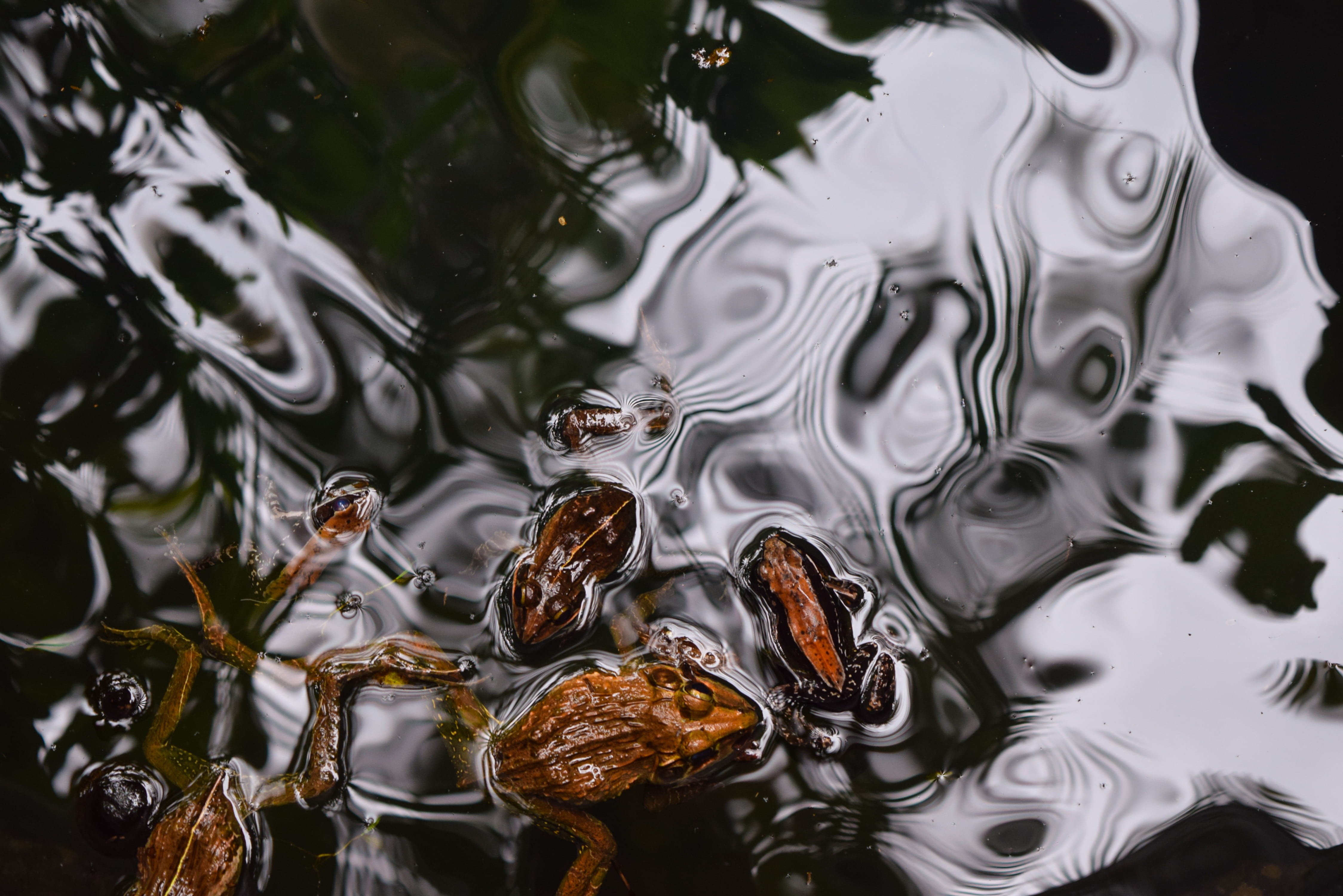 animal, rippled, drop, brown, waterfront, reflection, animal wildlife, full frame, one animal, swim, no people, animals in the wild, karwar, indium, frog, HD Wallpaper