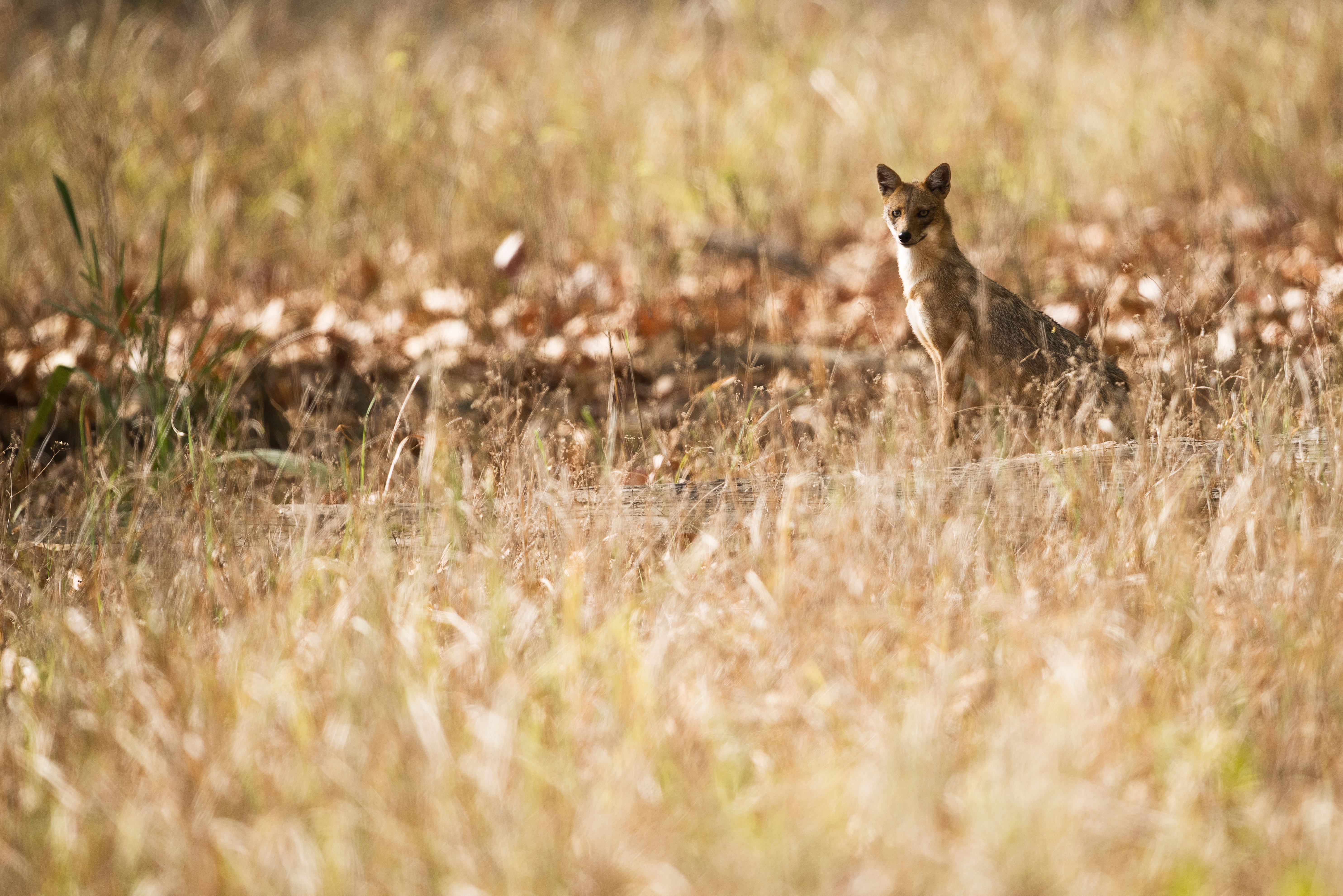 nature, elsewhere, animals in the wild, wild, animal wildlife, day, 5K, fox, selective focus, animal, field, golden, wildlife, mammal, meadows, outdoors, HD Wallpaper