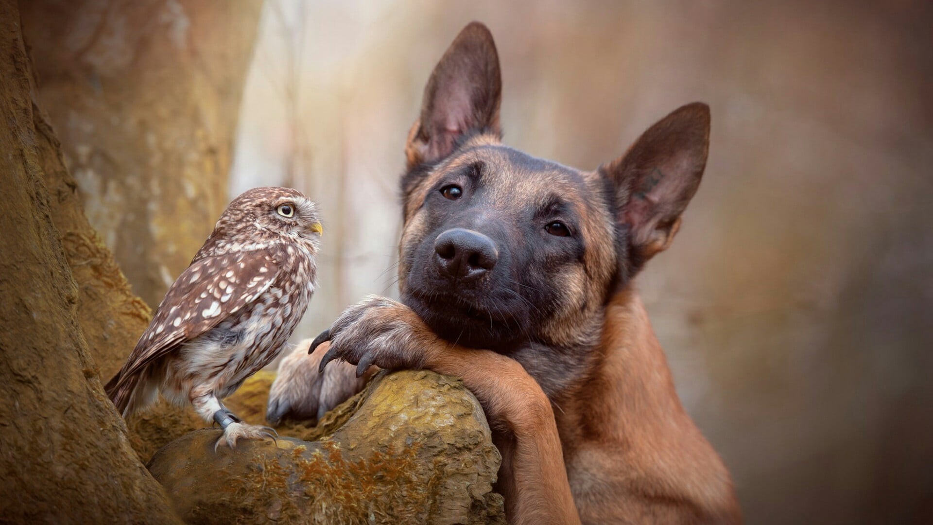 group of animals, no people, two animals, friend, close-up, looking, young animal, belgian shepherd malinois, dog, malinois belgian shepherd, animal, day, HD Wallpaper