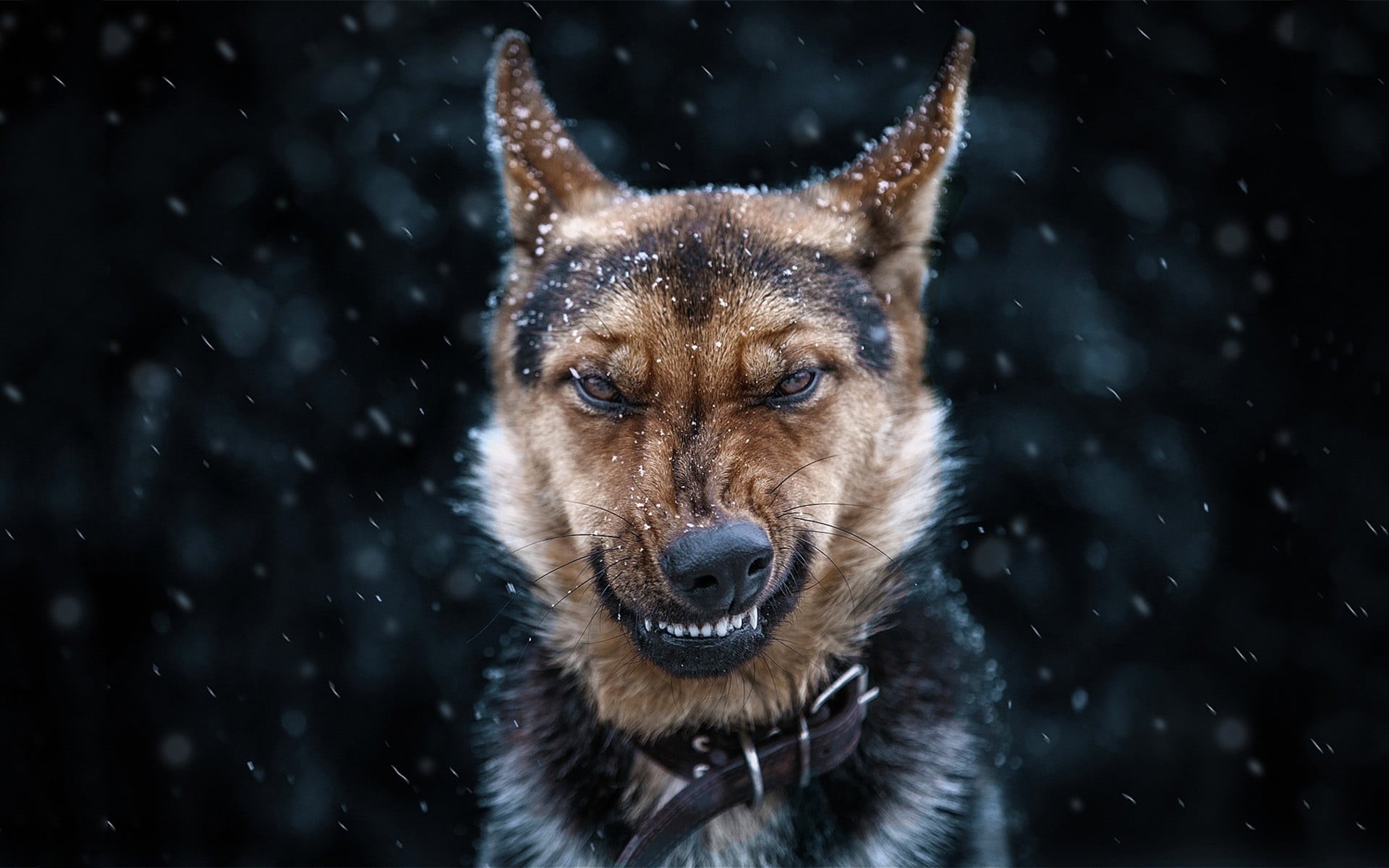 winter, adult, portrait, German Shepherd, no people, animal themes, animal head, black, domestic, mammal, snow, outdoors, aggression, snowing, pets, tan, HD Wallpaper