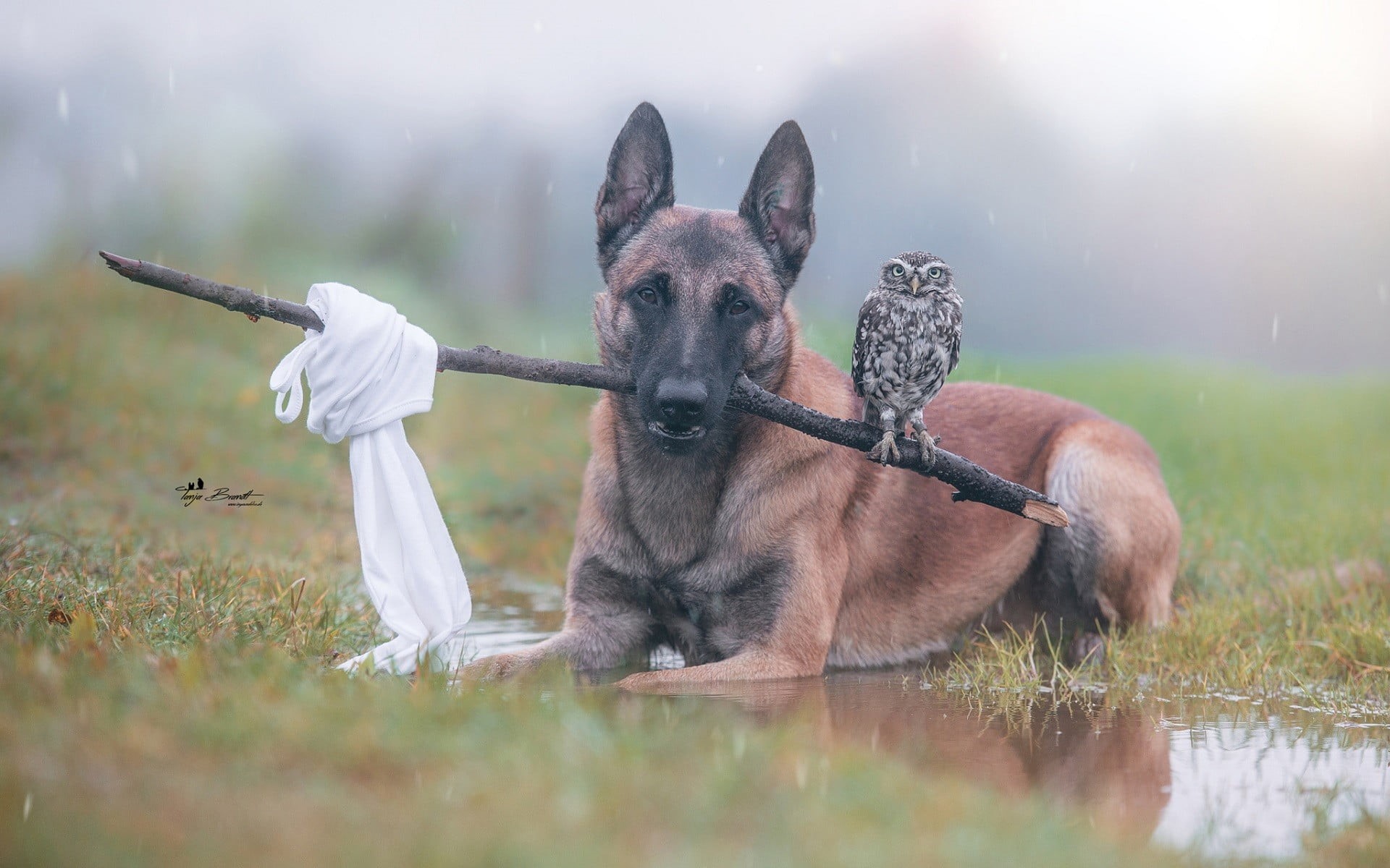 german, mammal, vertebrate, birds, domestic animals, adult, owl, rain, dog, one animal, canine, land, outdoors, no people, 1080P, grass, domestic, plant, HD Wallpaper