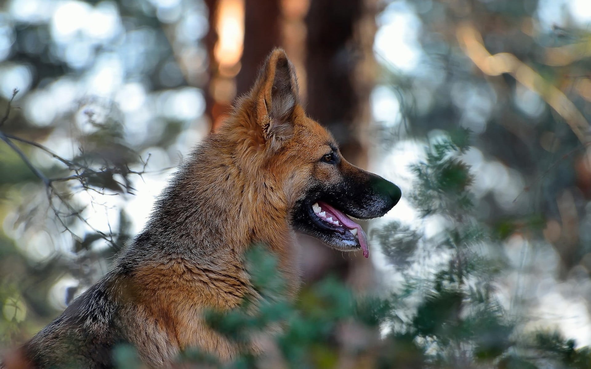 nature, mouth open, domestic Animals, domestic, day, animal, animals, brown, fur, plant, puppy, depth of field, forest, focus on foreground, pets, German Shepherd, HD Wallpaper