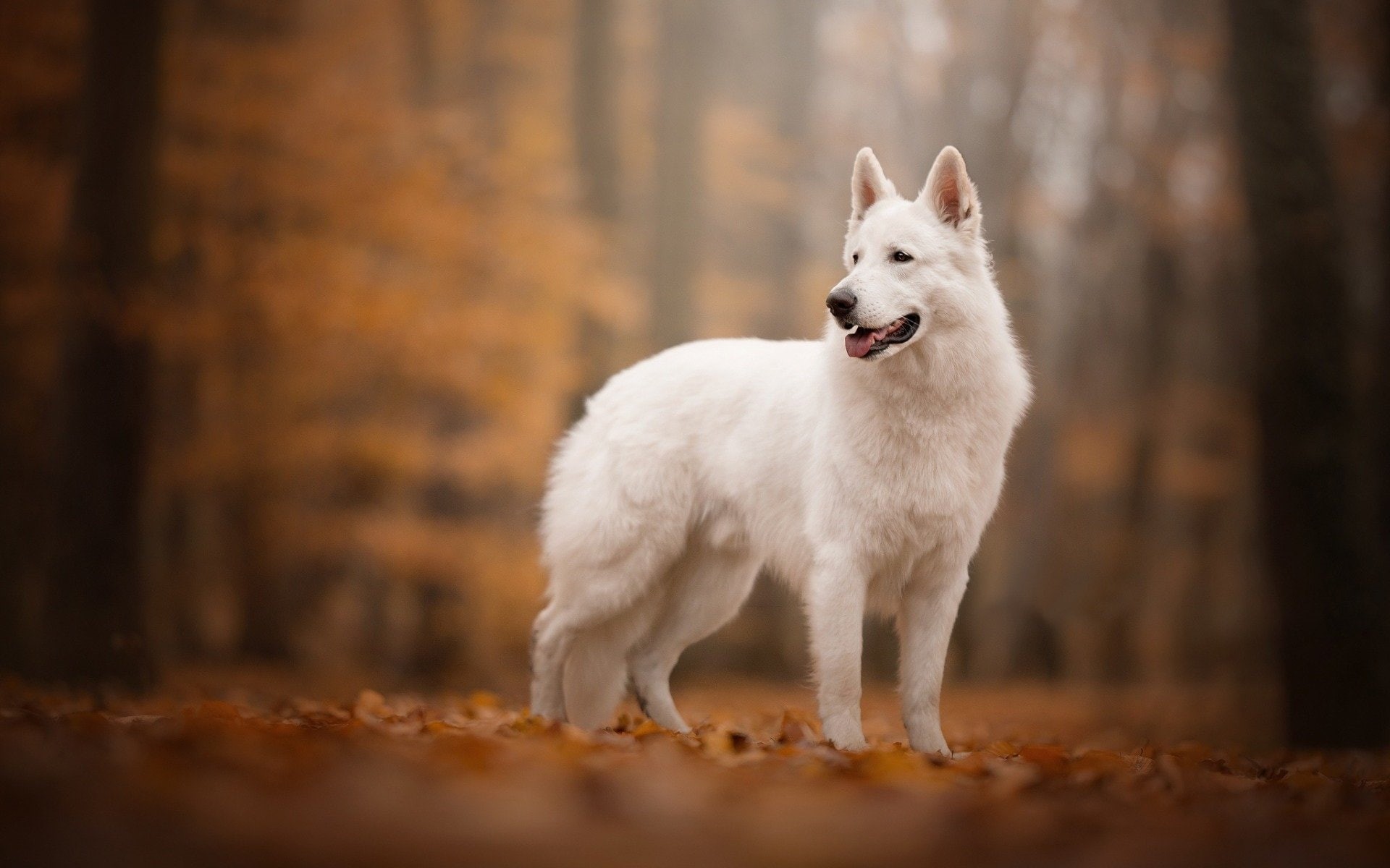 1080P, Dogs, Swiss Shepherd, White Shepherd, Berger Blanc Suisse, HD Wallpaper