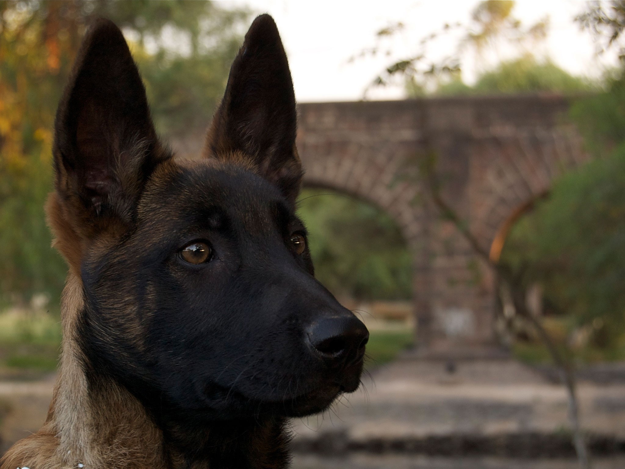 outdoors, animal, looking, focus on foreground, dog, belgian, animal themes, vertebrate, nature, looking away, shepherd, domestic animals, one animal, malinois, HD Wallpaper