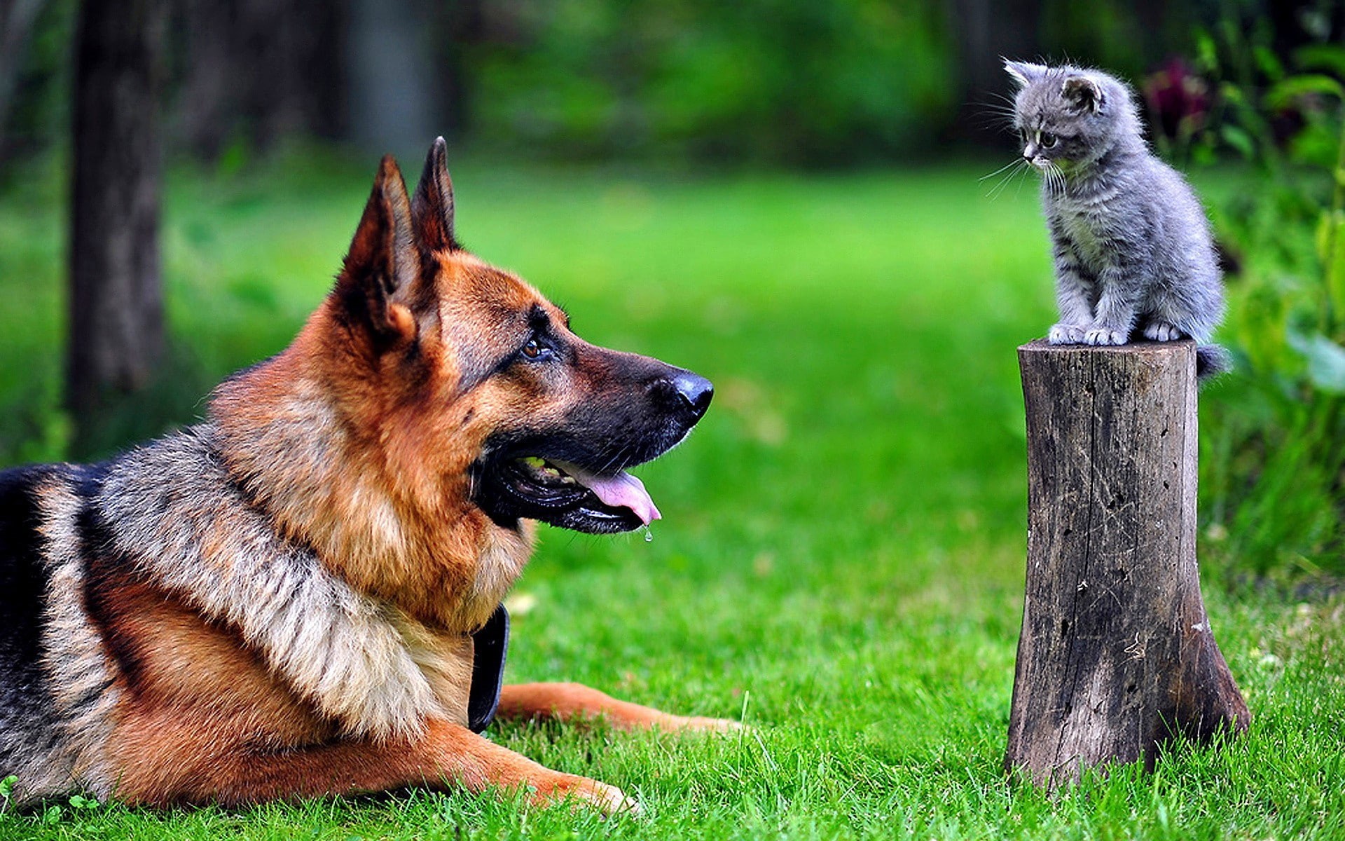 dog, German Shepherd, animals, 1080P, cat, kittens, HD Wallpaper
