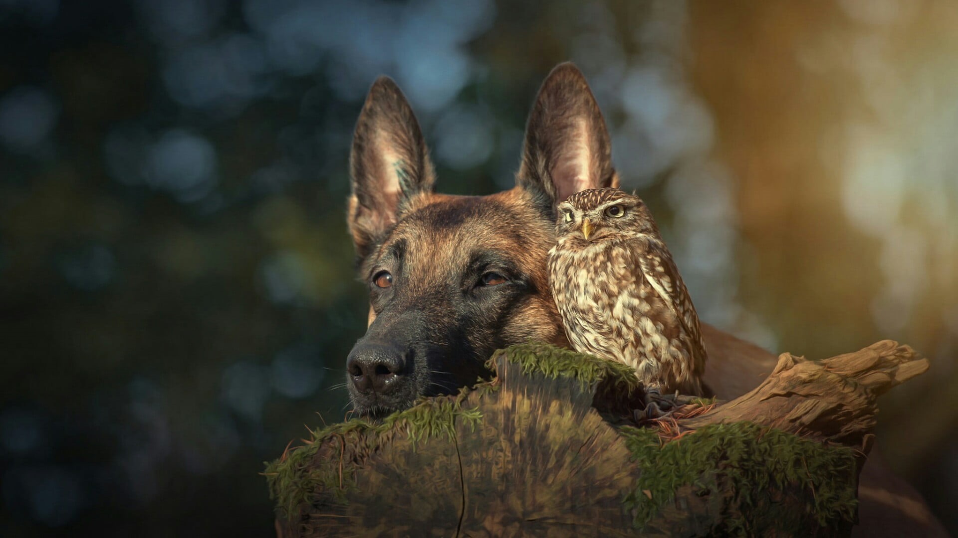 cute, close-up, 1080P, day, animal eye, amazing, brown, shepherd dog, snout, friend, no people, belgian shepherd malinois, mammal, portrait, herbivorous, HD Wallpaper