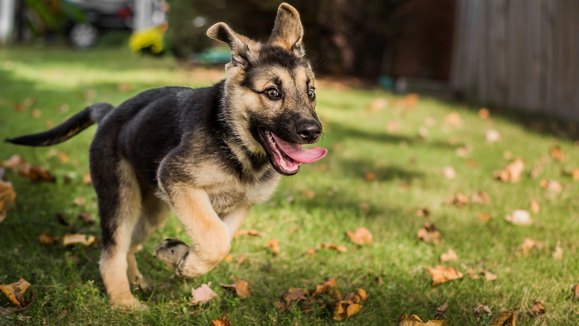 pet, German Shepherd, no people, nature, plant, domestic animals, animal tongue, animal, 1080P, domestic, leaves, baby, puppy, german, animal themes, land, HD Wallpaper