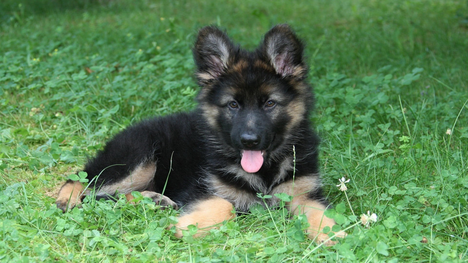 vertebrate, animal themes, purebred dog, black, no people, dog, mouth open, domestic animals, plant, mammal, animal, outdoors, portrait, looking at camera, HD Wallpaper