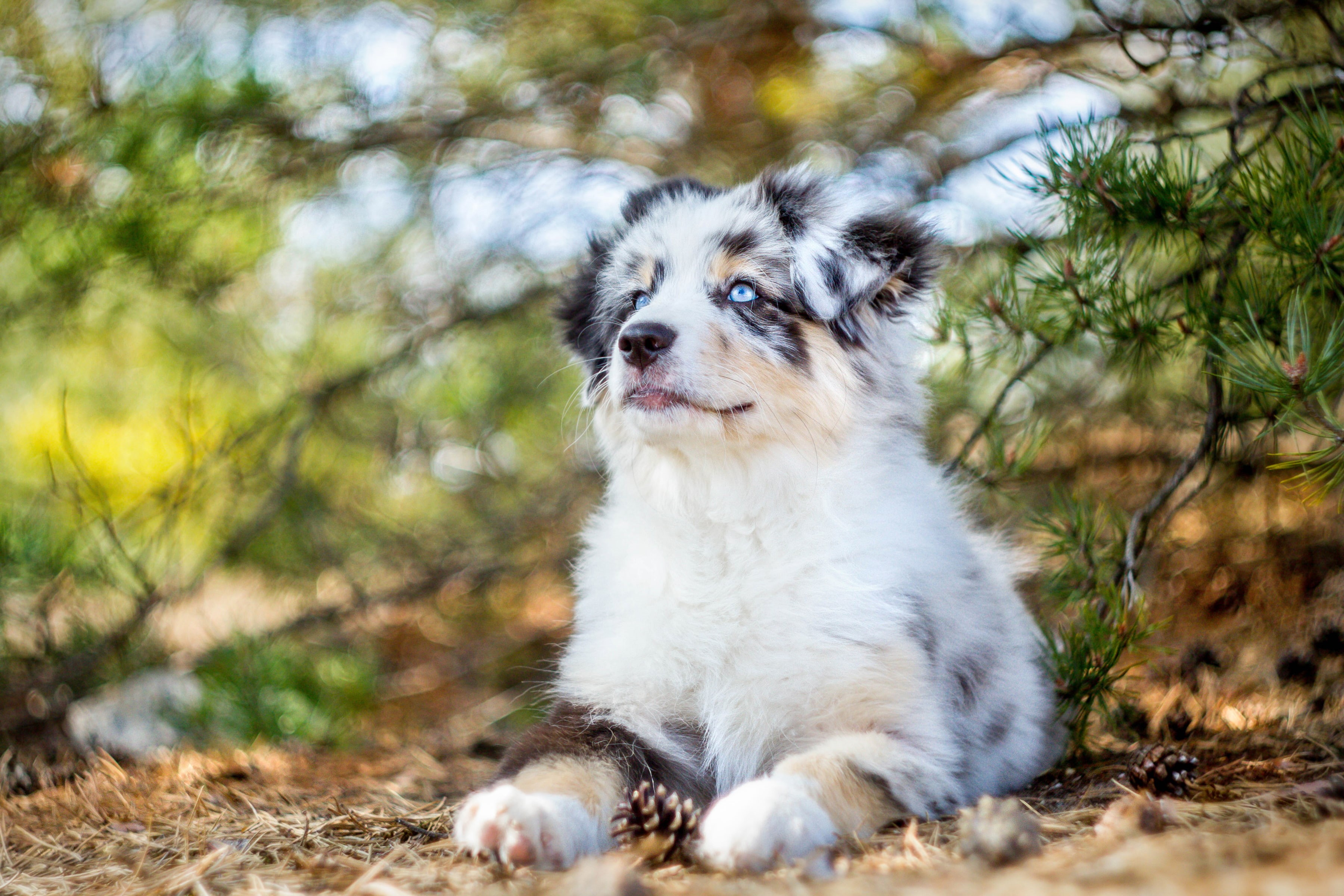 Australian shepherd, 2K, puppy, dog, Aussie, HD Wallpaper