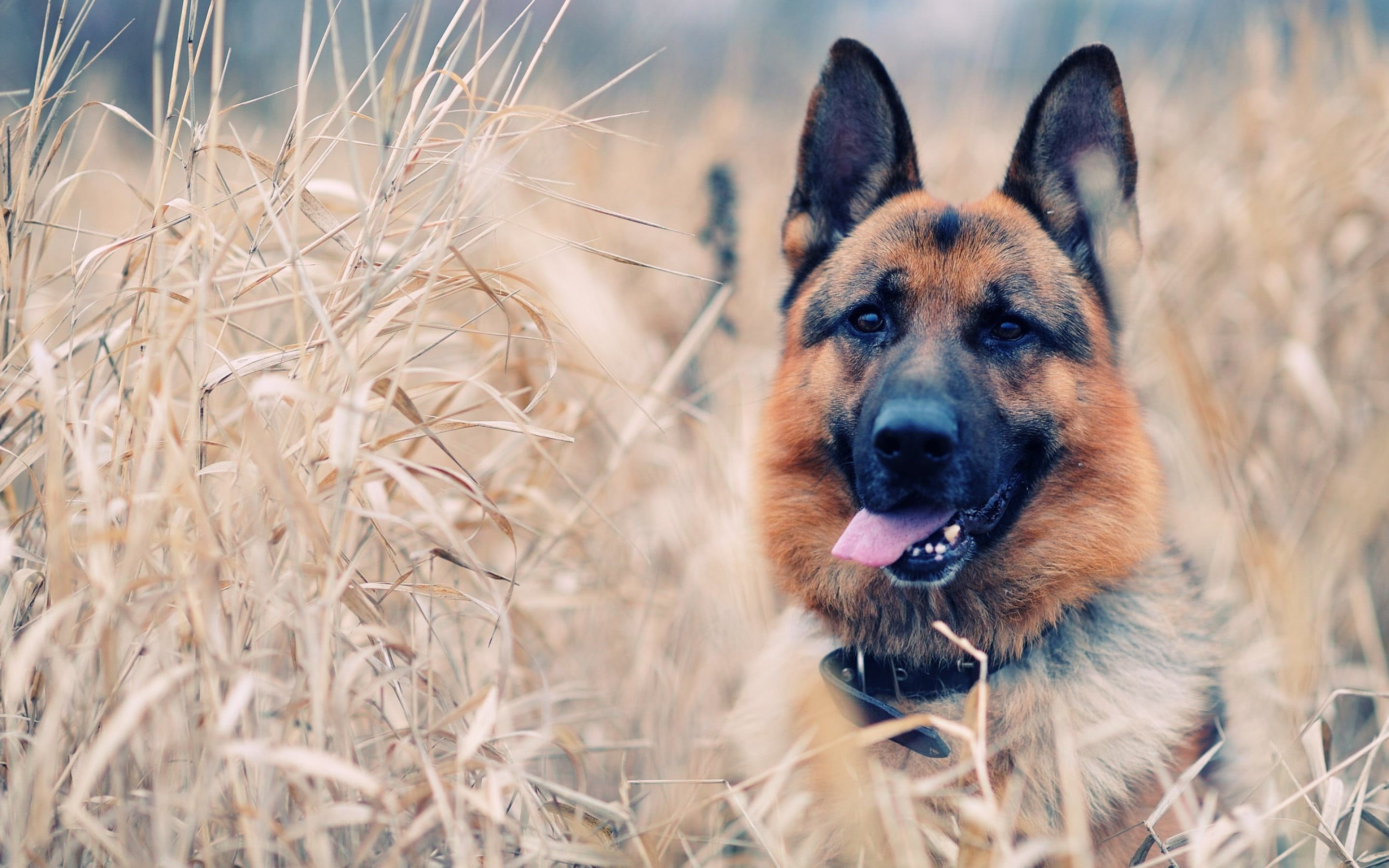 short, animals, mouth open, domestic animals, coated, canine, domestic, mammal, dog, no people, plant, brown, day, one animal, sog, land, animal themes, HD Wallpaper