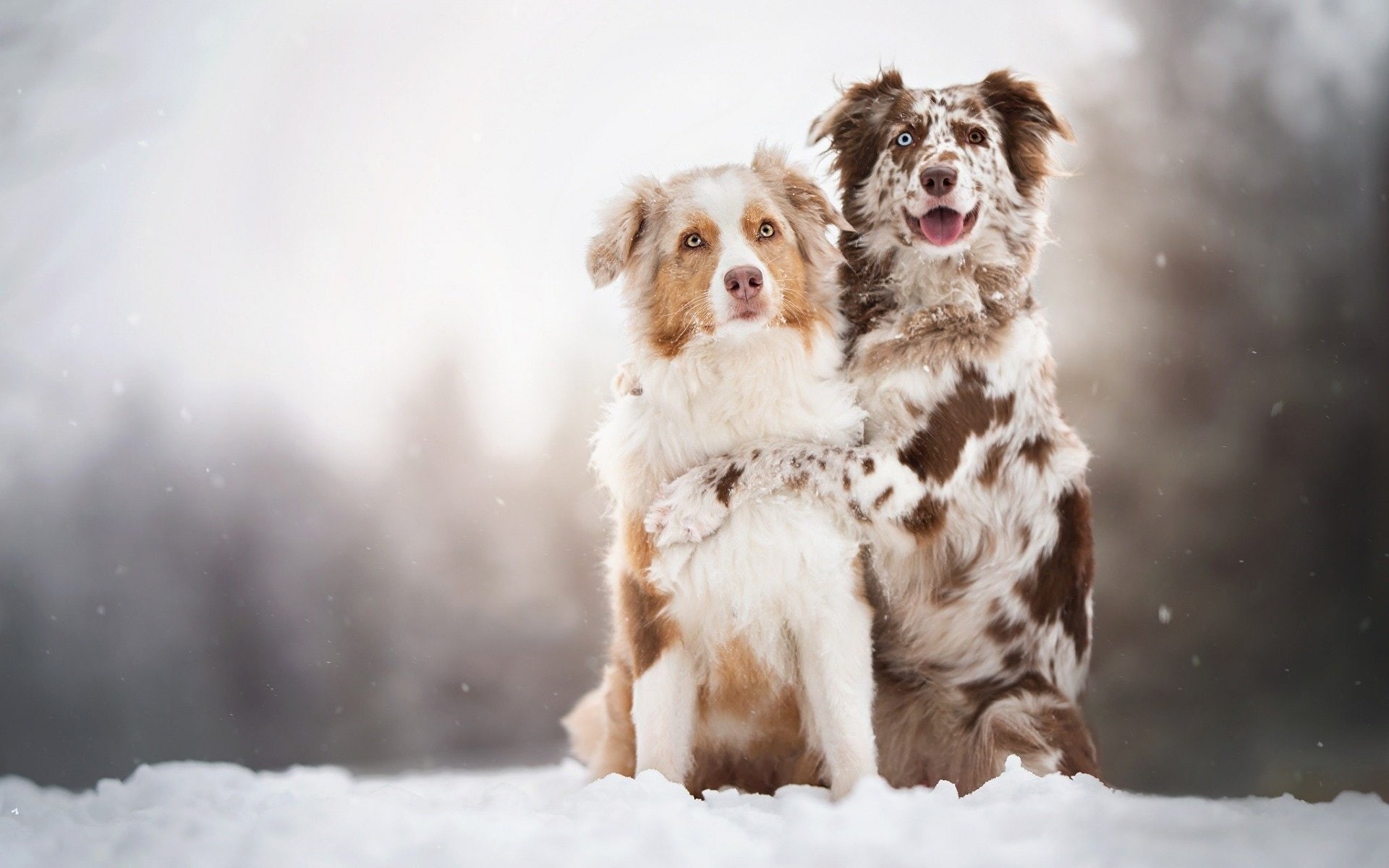 Dogs, Australian Shepherd, 1080P, Dog, HD Wallpaper