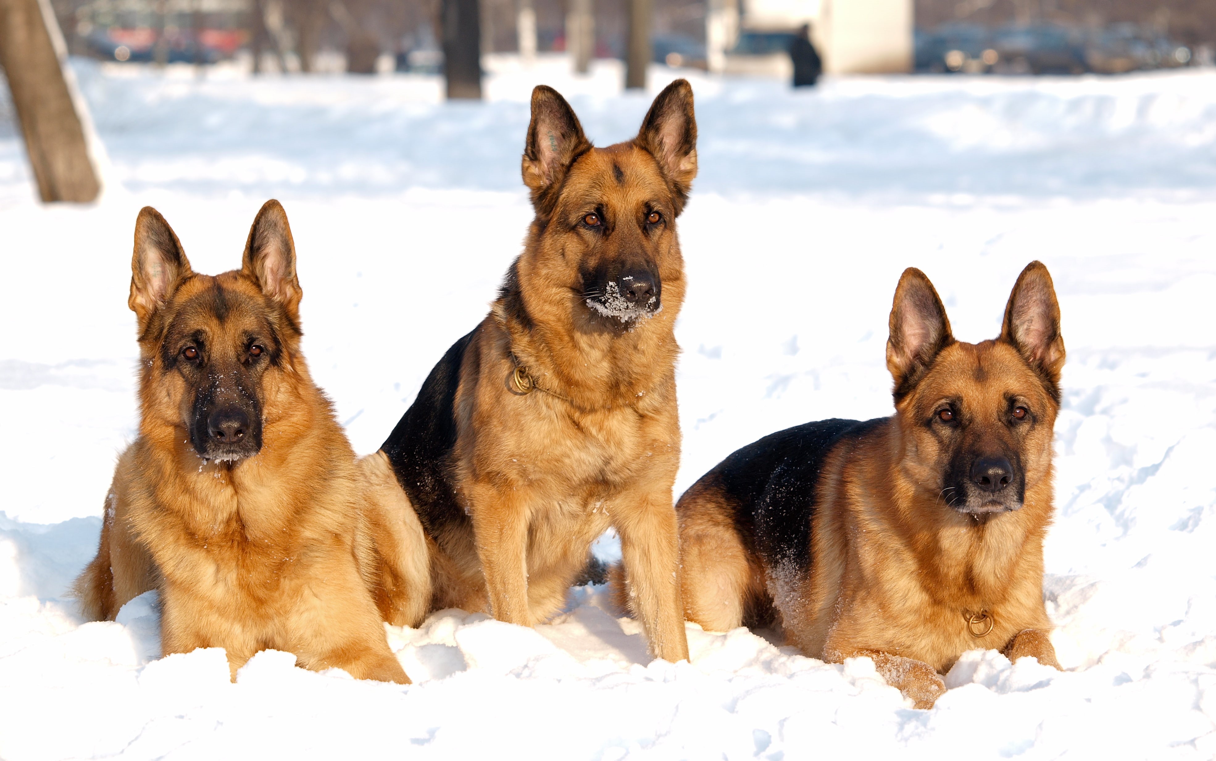 4K, German Shepherd, animals, dog, snow, HD Wallpaper