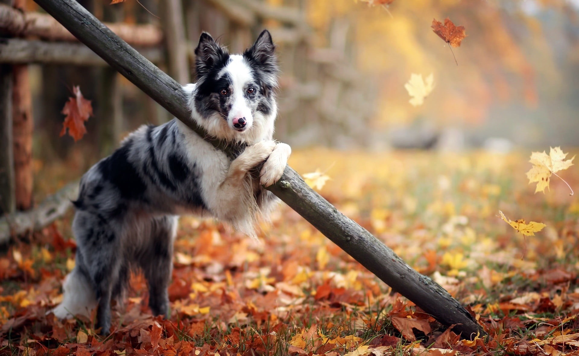focus on foreground, blue, merle, outdoors, 1080P, australian, adult, autumn, one animal, day, plant, leaf, dog, shepherd, no people, leaves, animal themes, HD Wallpaper